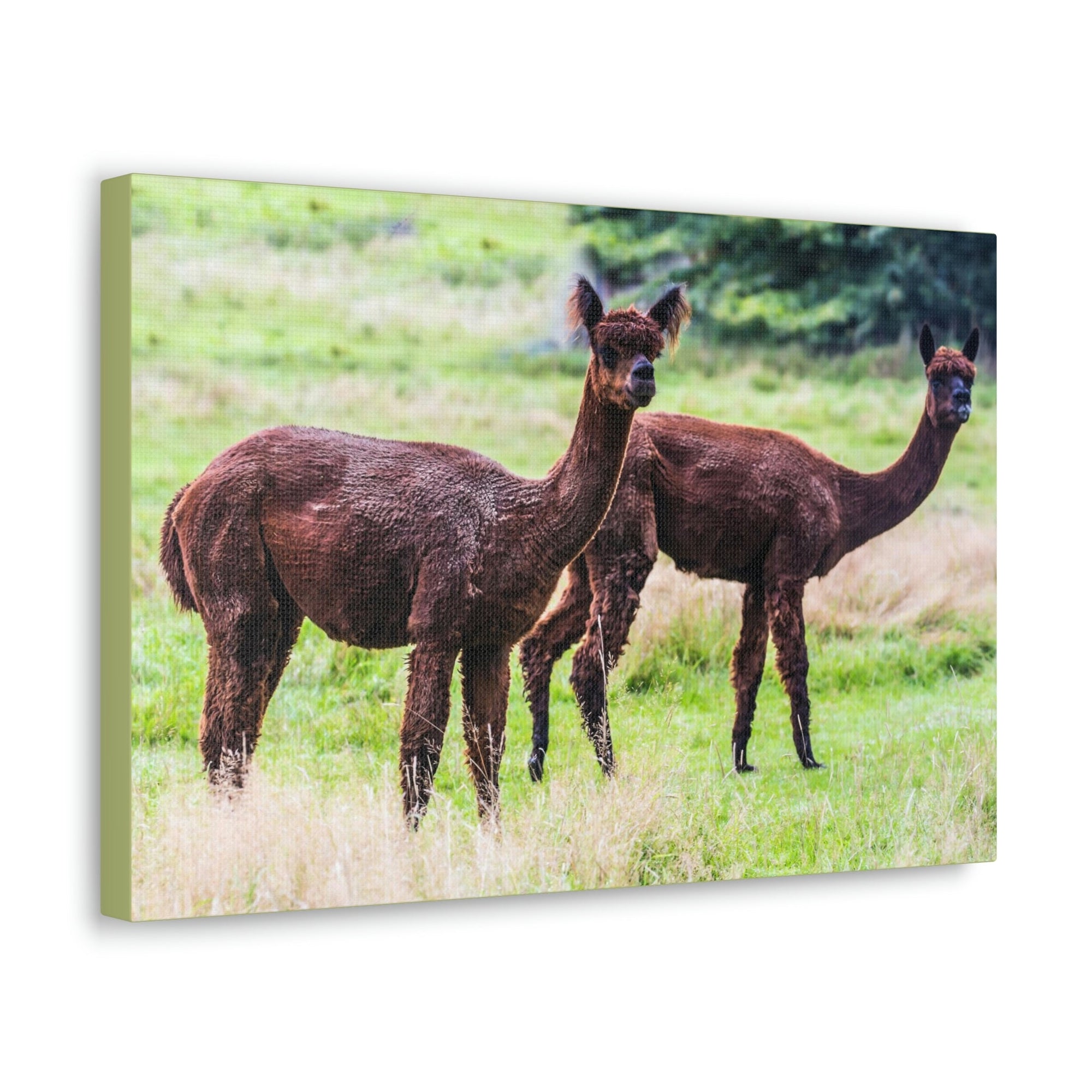 Scripture Walls Vicuna Couple Vicuna Couple Print Animal Wall Art Wildlife Canvas Prints Wall Art Ready to Hang Unframed-Express Your Love Gifts