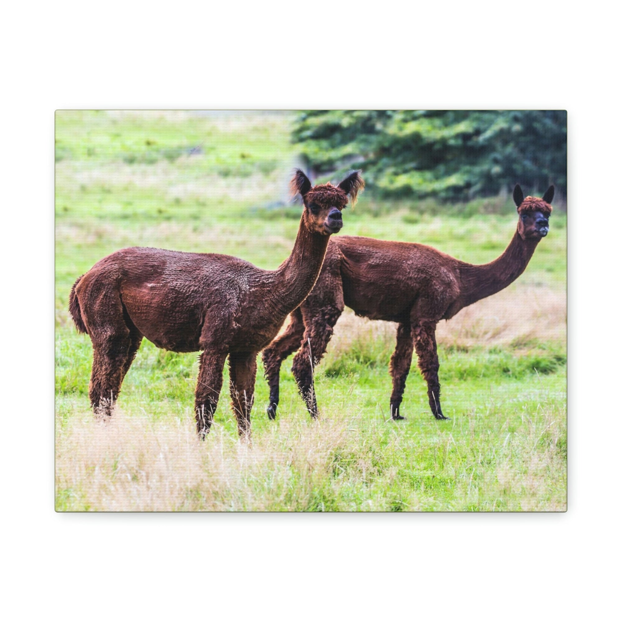 Scripture Walls Vicuna Couple Vicuna Couple Print Animal Wall Art Wildlife Canvas Prints Wall Art Ready to Hang Unframed-Express Your Love Gifts