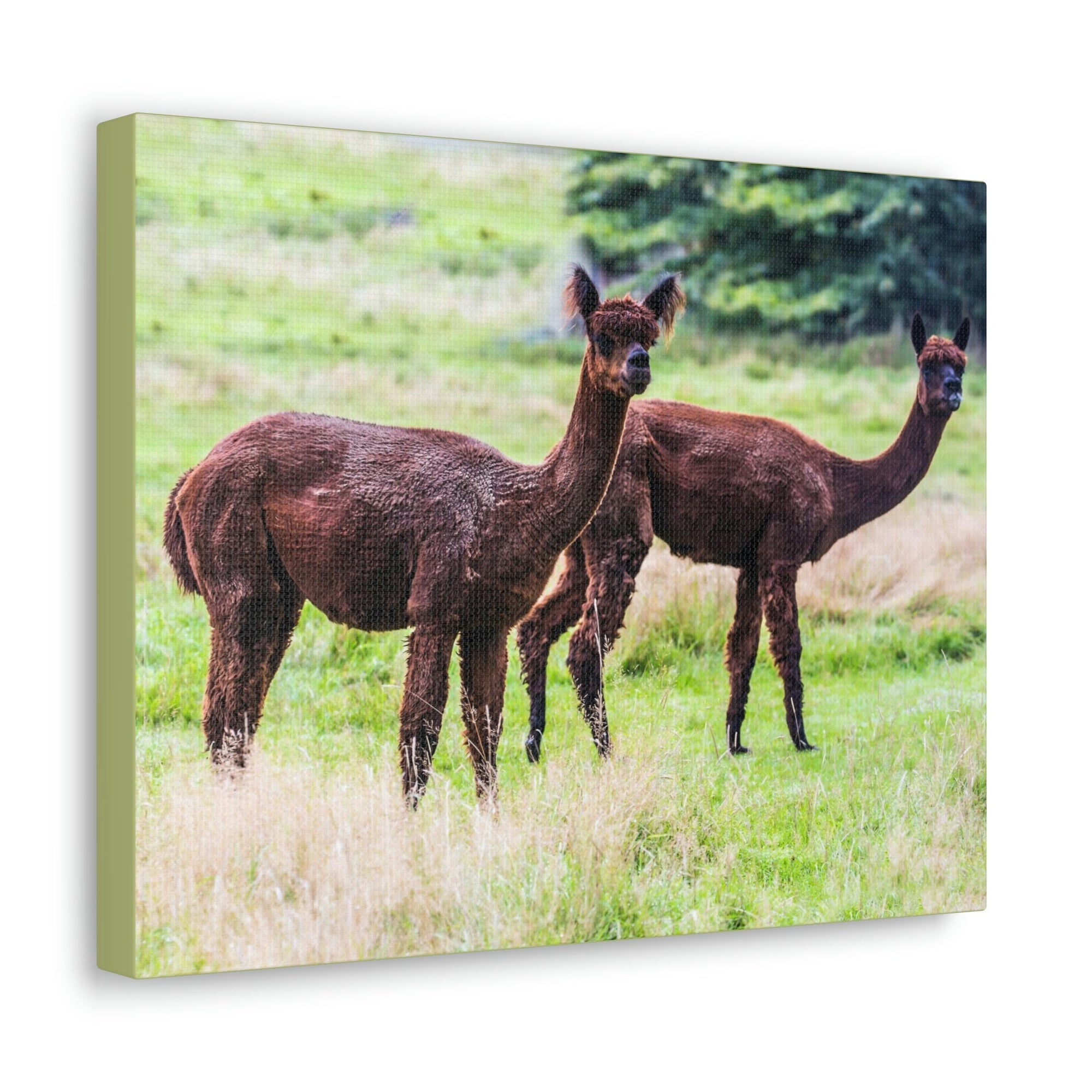 Scripture Walls Vicuna Couple Vicuna Couple Print Animal Wall Art Wildlife Canvas Prints Wall Art Ready to Hang Unframed-Express Your Love Gifts