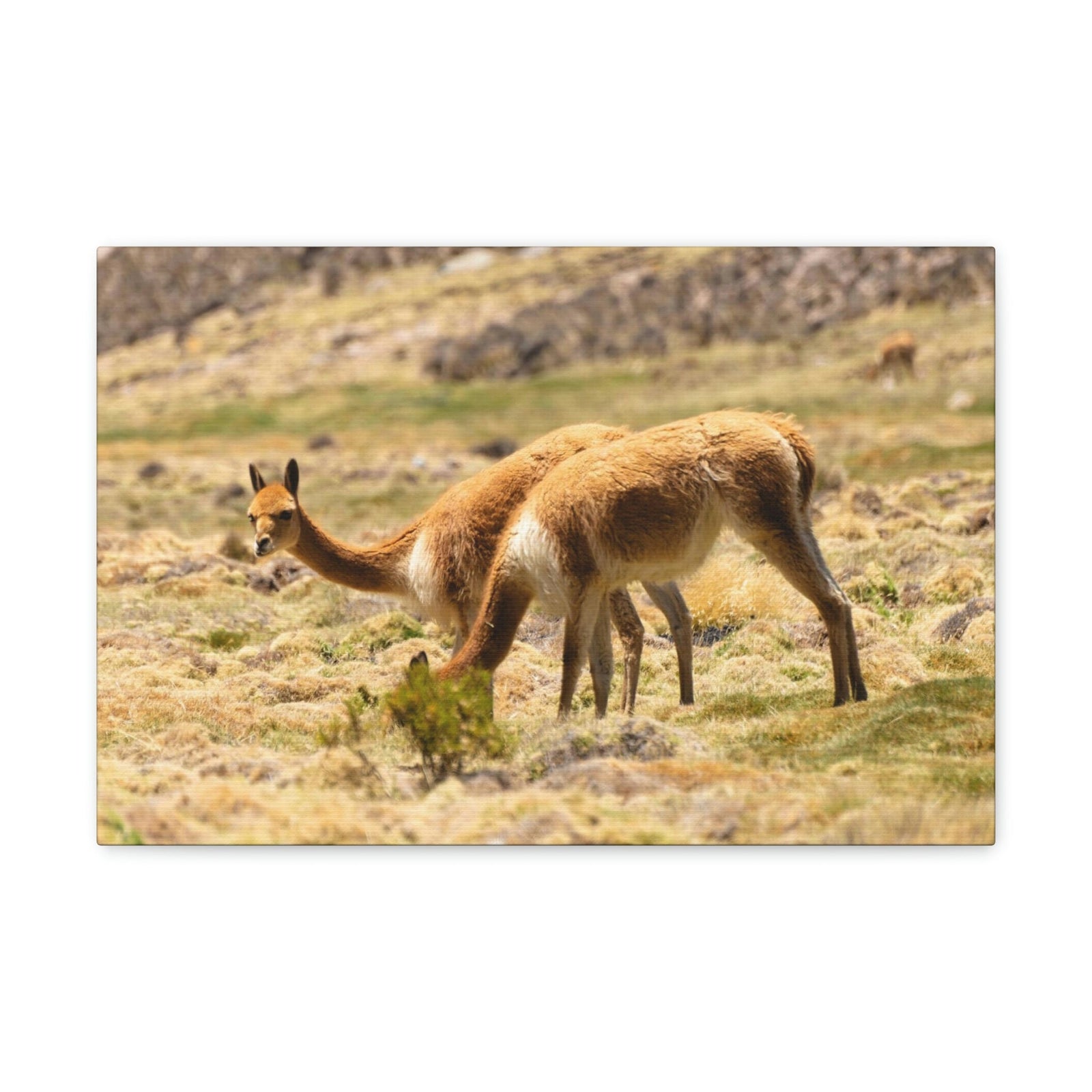 Scripture Walls Vicuna Hunting Vicuna on Hunt Print Animal Wall Art Wildlife Canvas Prints Wall Art Ready to Hang Unframed-Express Your Love Gifts