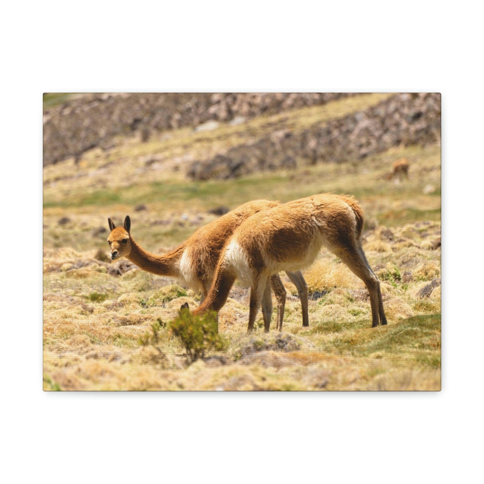 Scripture Walls Vicuna Hunting Vicuna on Hunt Print Animal Wall Art Wildlife Canvas Prints Wall Art Ready to Hang Unframed-Express Your Love Gifts