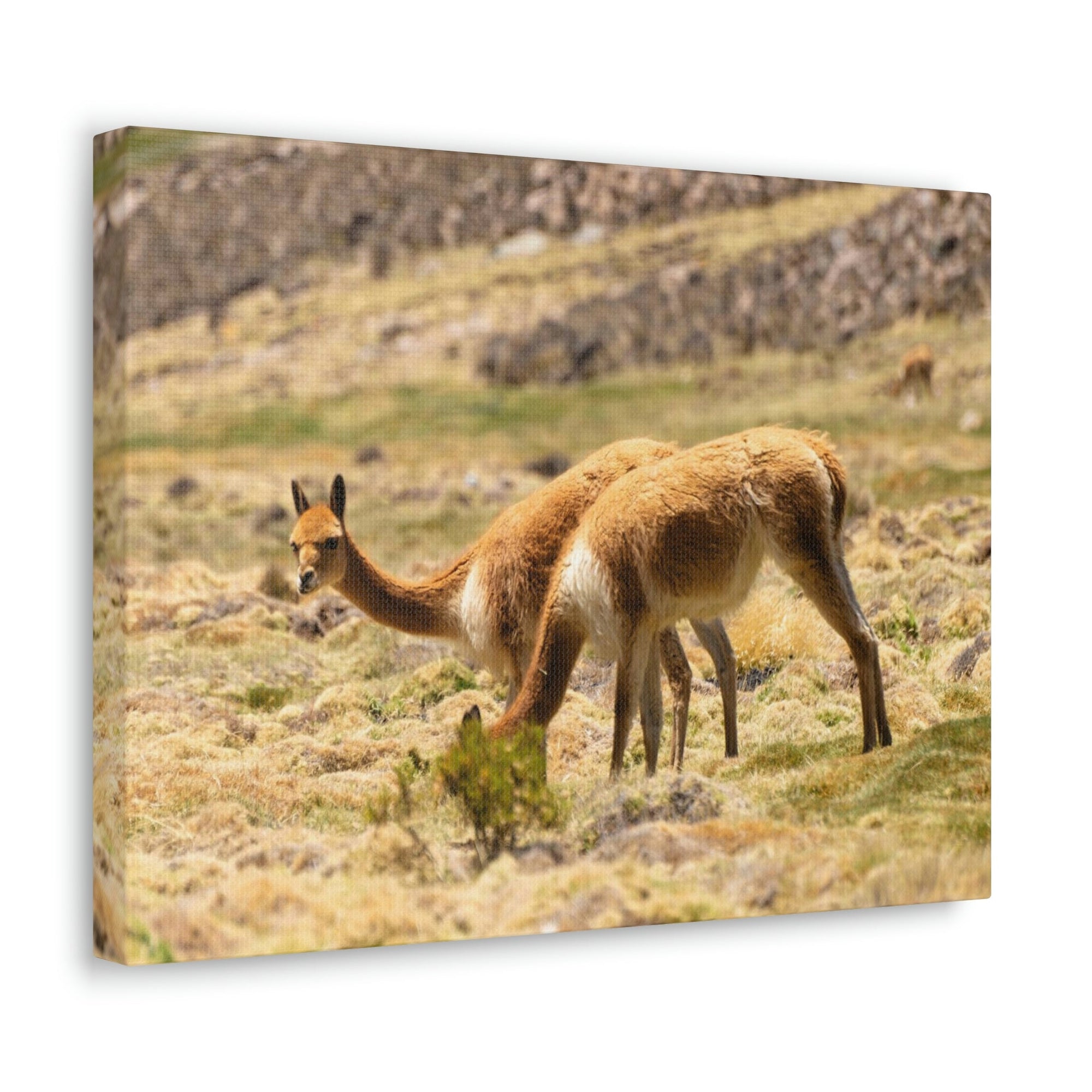 Scripture Walls Vicuna Hunting Vicuna on Hunt Print Animal Wall Art Wildlife Canvas Prints Wall Art Ready to Hang Unframed-Express Your Love Gifts