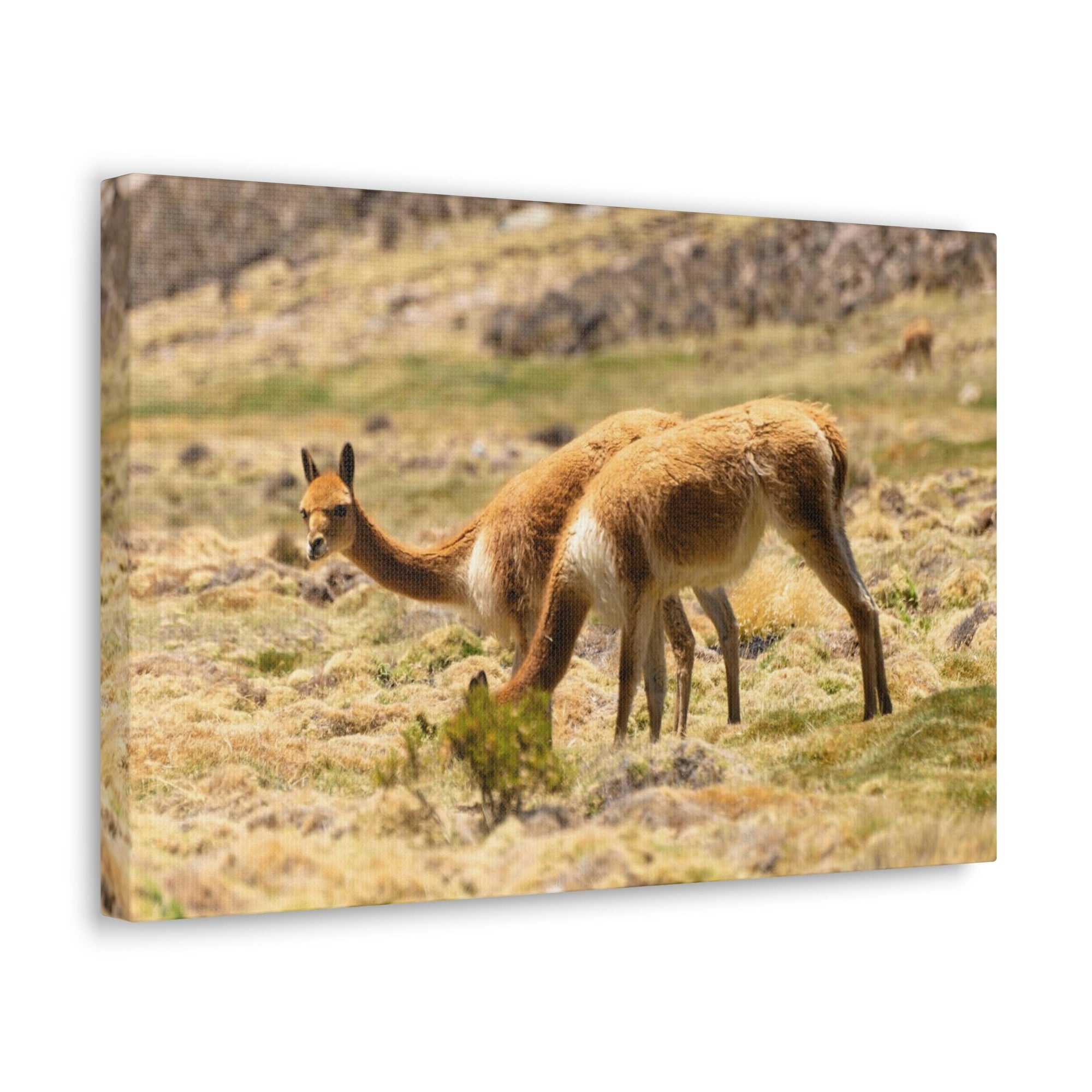 Scripture Walls Vicuna Hunting Vicuna on Hunt Print Animal Wall Art Wildlife Canvas Prints Wall Art Ready to Hang Unframed-Express Your Love Gifts