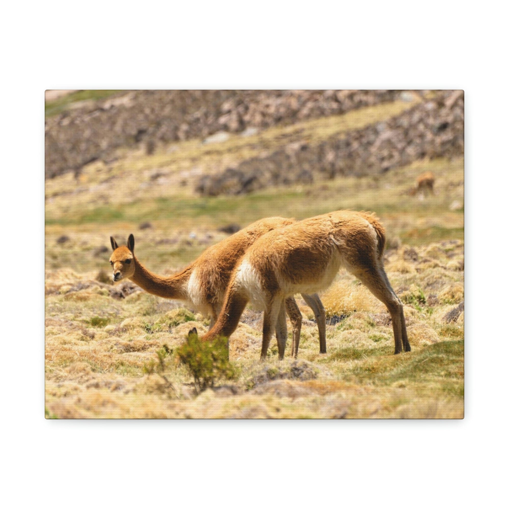 Scripture Walls Vicuna Hunting Vicuna on Hunt Print Animal Wall Art Wildlife Canvas Prints Wall Art Ready to Hang Unframed-Express Your Love Gifts