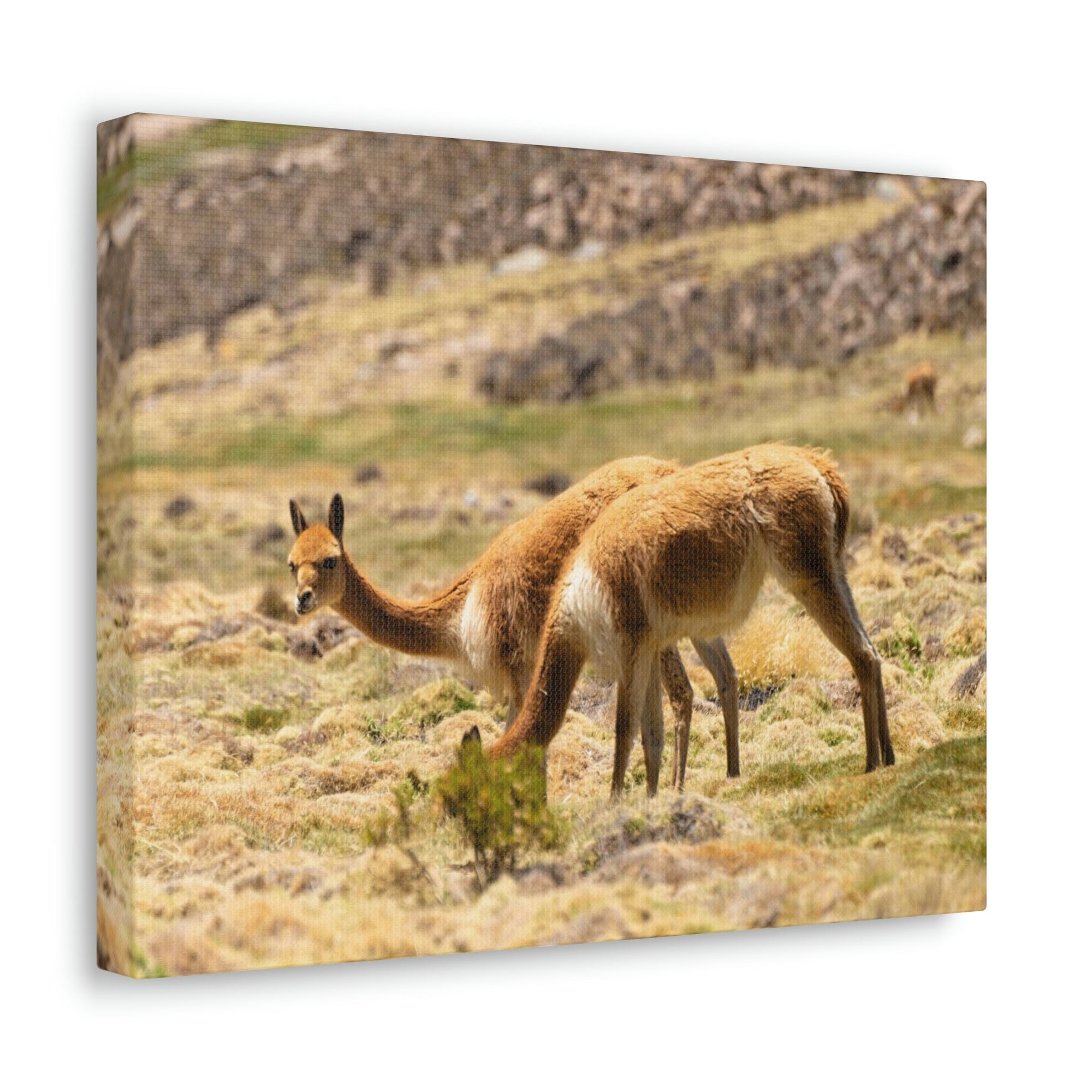 Scripture Walls Vicuna Hunting Vicuna on Hunt Print Animal Wall Art Wildlife Canvas Prints Wall Art Ready to Hang Unframed-Express Your Love Gifts