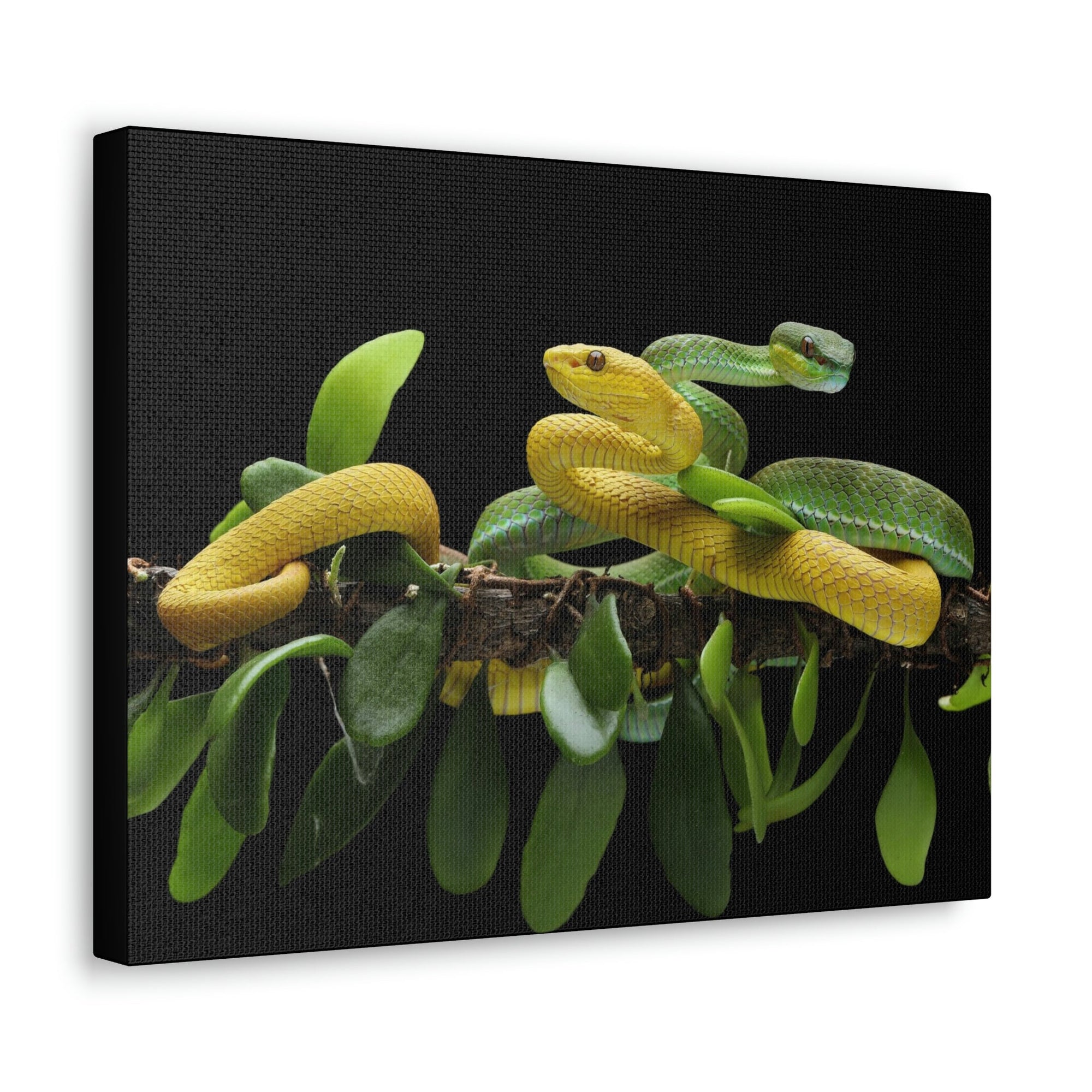 Scripture Walls Viper Couple Viper Couple Print Animal Wall Art Wildlife Canvas Prints Wall Art Ready to Hang Unframed-Express Your Love Gifts