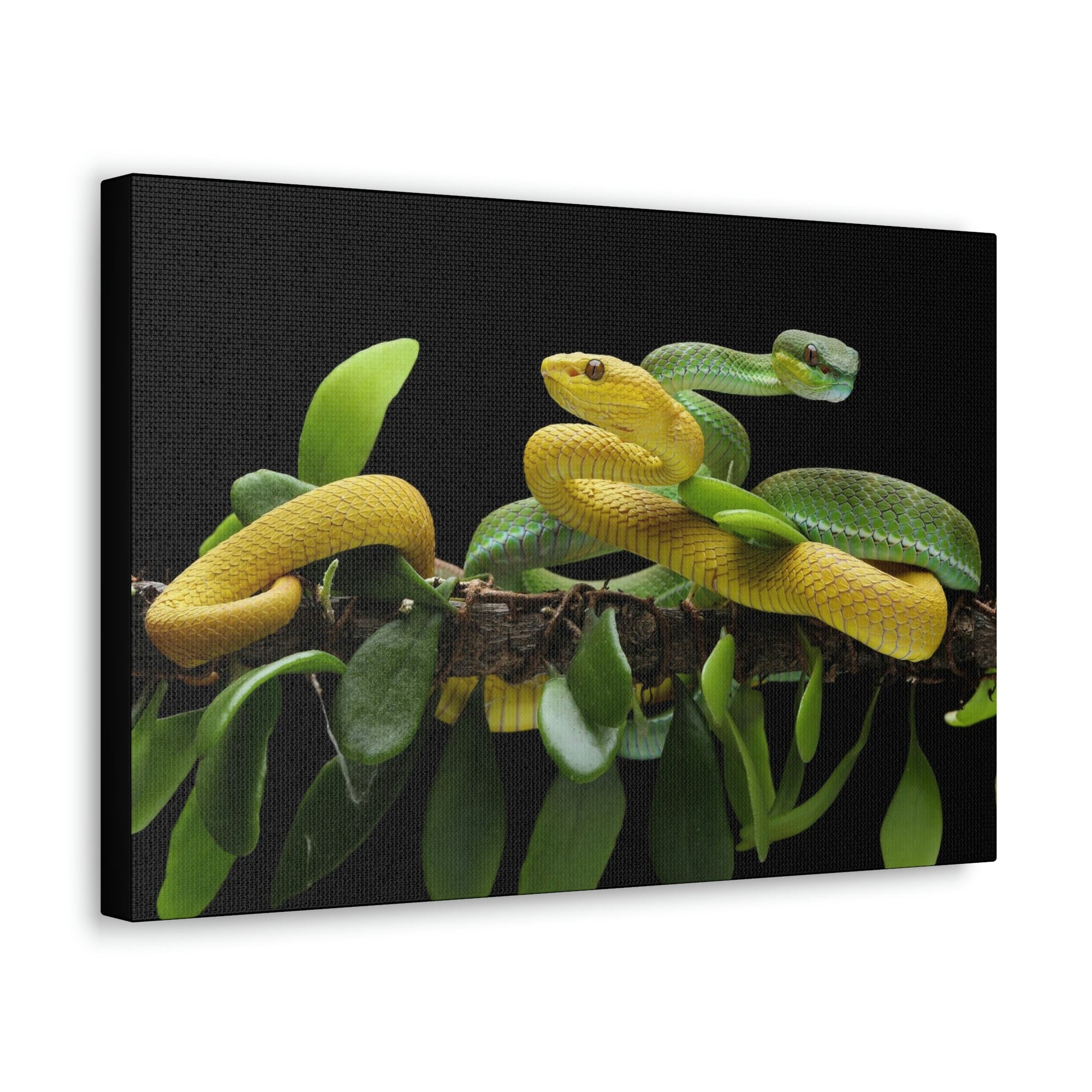 Scripture Walls Viper Couple Viper Couple Print Animal Wall Art Wildlife Canvas Prints Wall Art Ready to Hang Unframed-Express Your Love Gifts