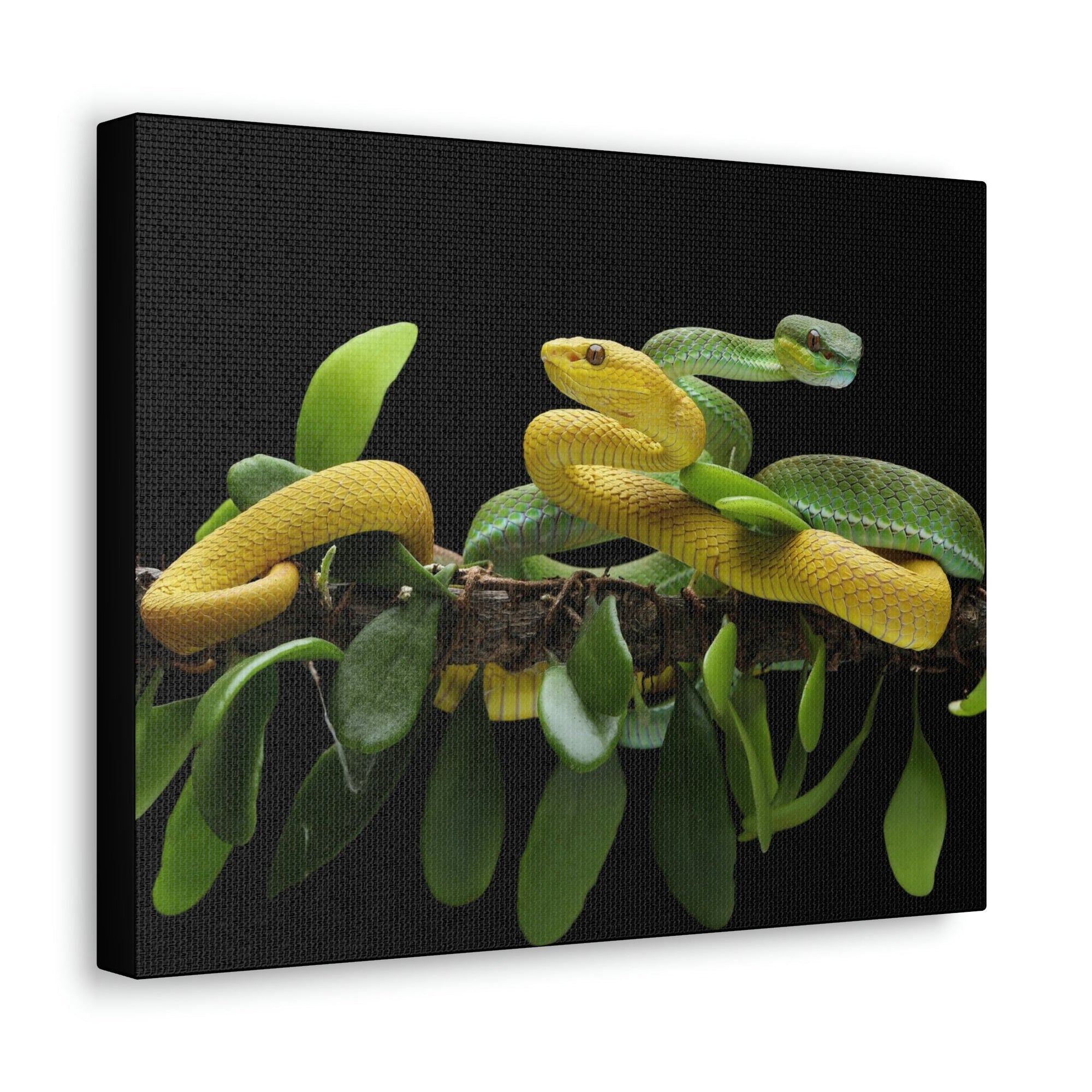 Scripture Walls Viper Couple Viper Couple Print Animal Wall Art Wildlife Canvas Prints Wall Art Ready to Hang Unframed-Express Your Love Gifts