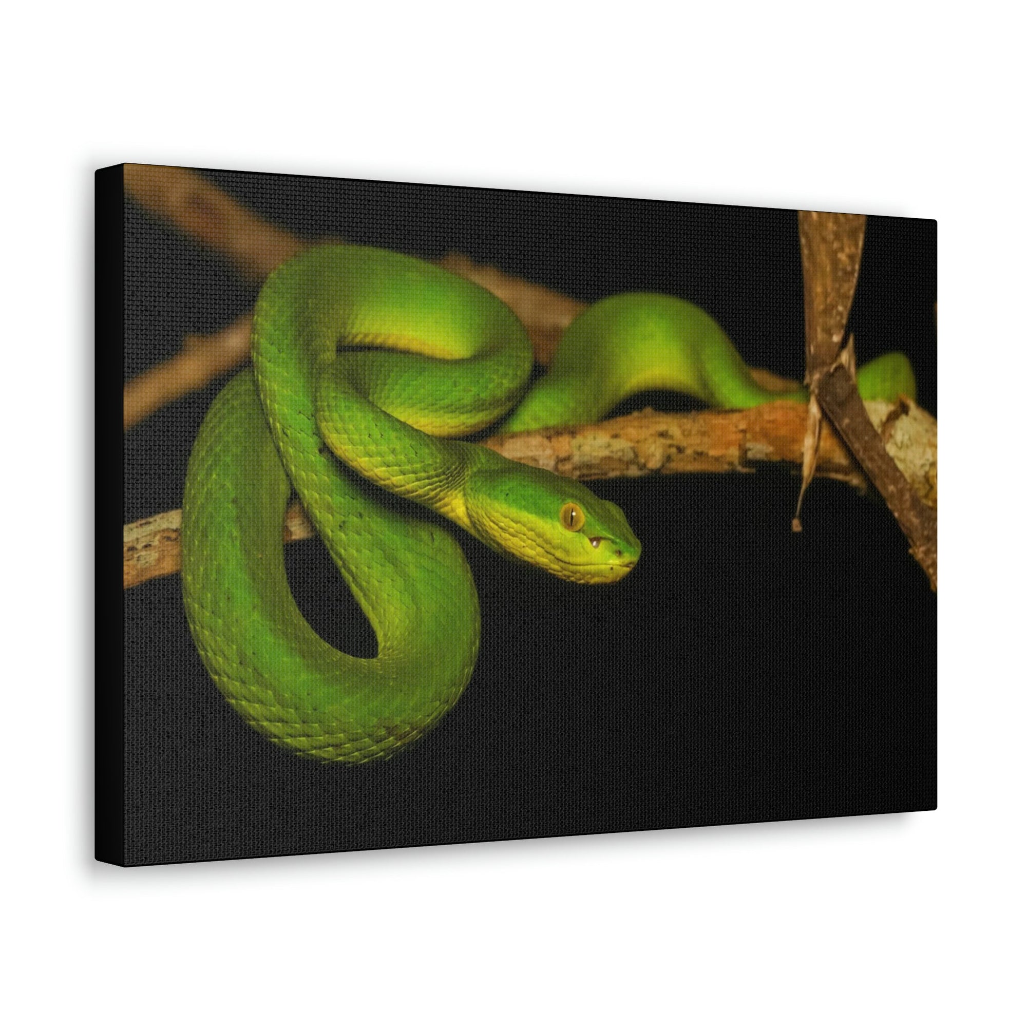 Scripture Walls Viper Hunting Viper on Hunt Print Animal Wall Art Wildlife Canvas Prints Wall Art Ready to Hang Unframed-Express Your Love Gifts