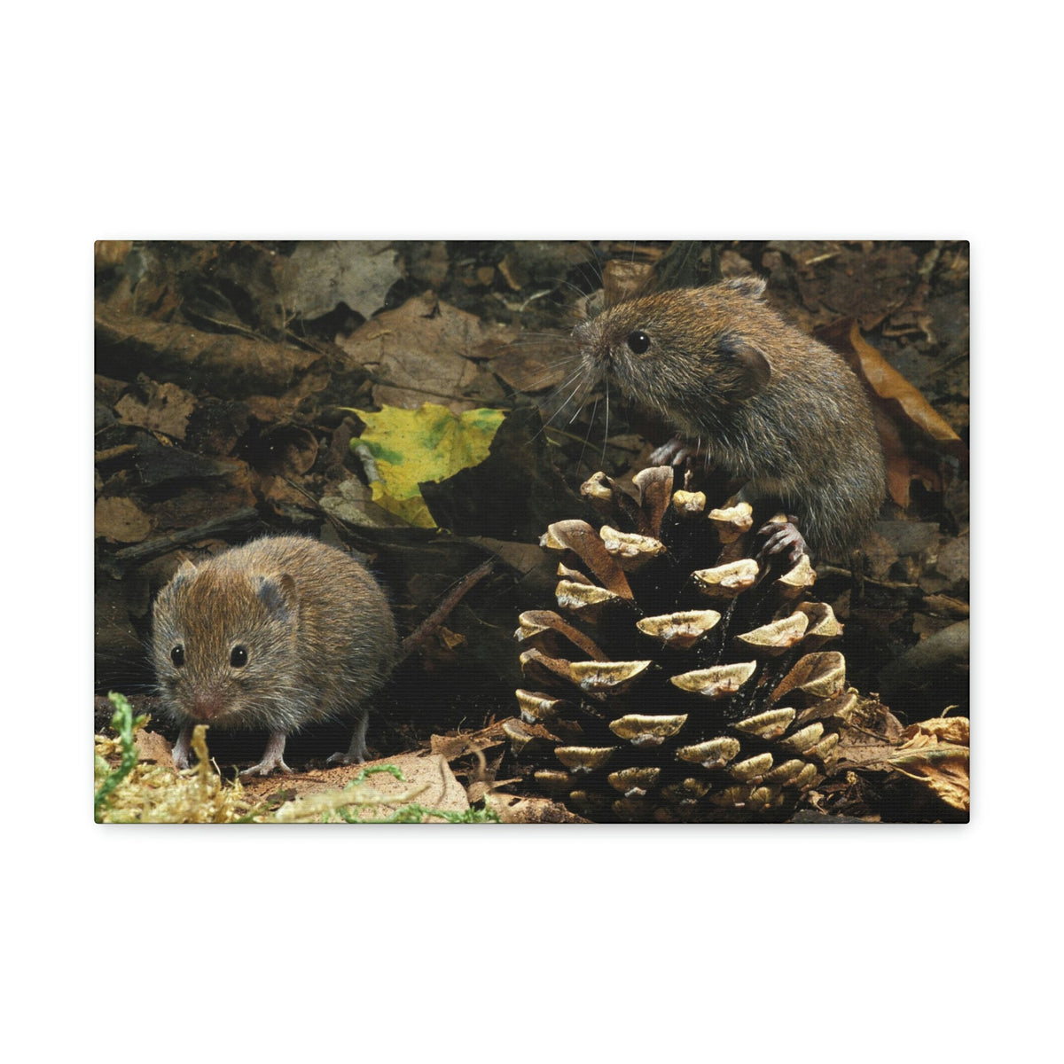 Scripture Walls Vole Couple Vole Couple Print Animal Wall Art Wildlife Canvas Prints Wall Art Ready to Hang Unframed-Express Your Love Gifts