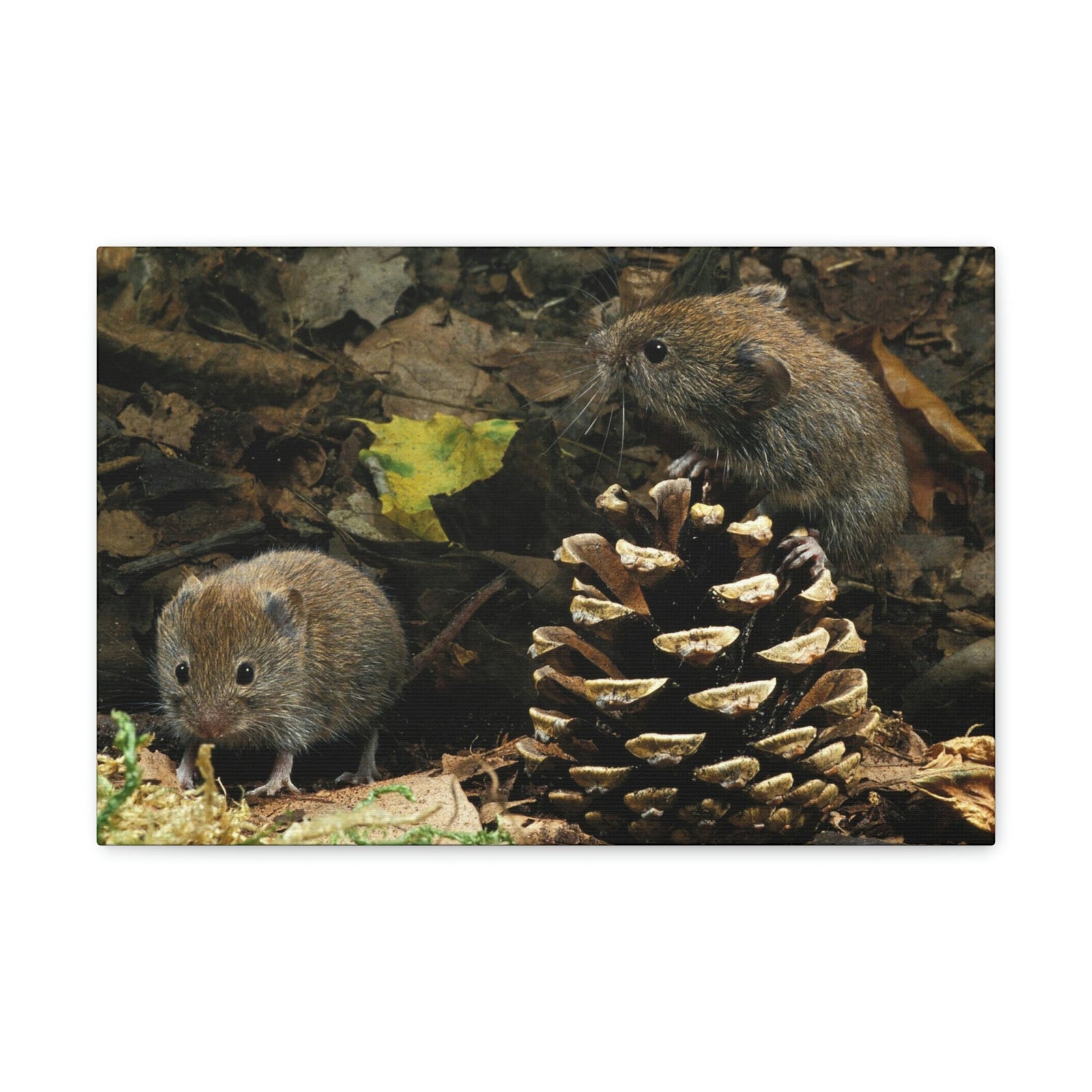 Scripture Walls Vole Couple Vole Couple Print Animal Wall Art Wildlife Canvas Prints Wall Art Ready to Hang Unframed-Express Your Love Gifts