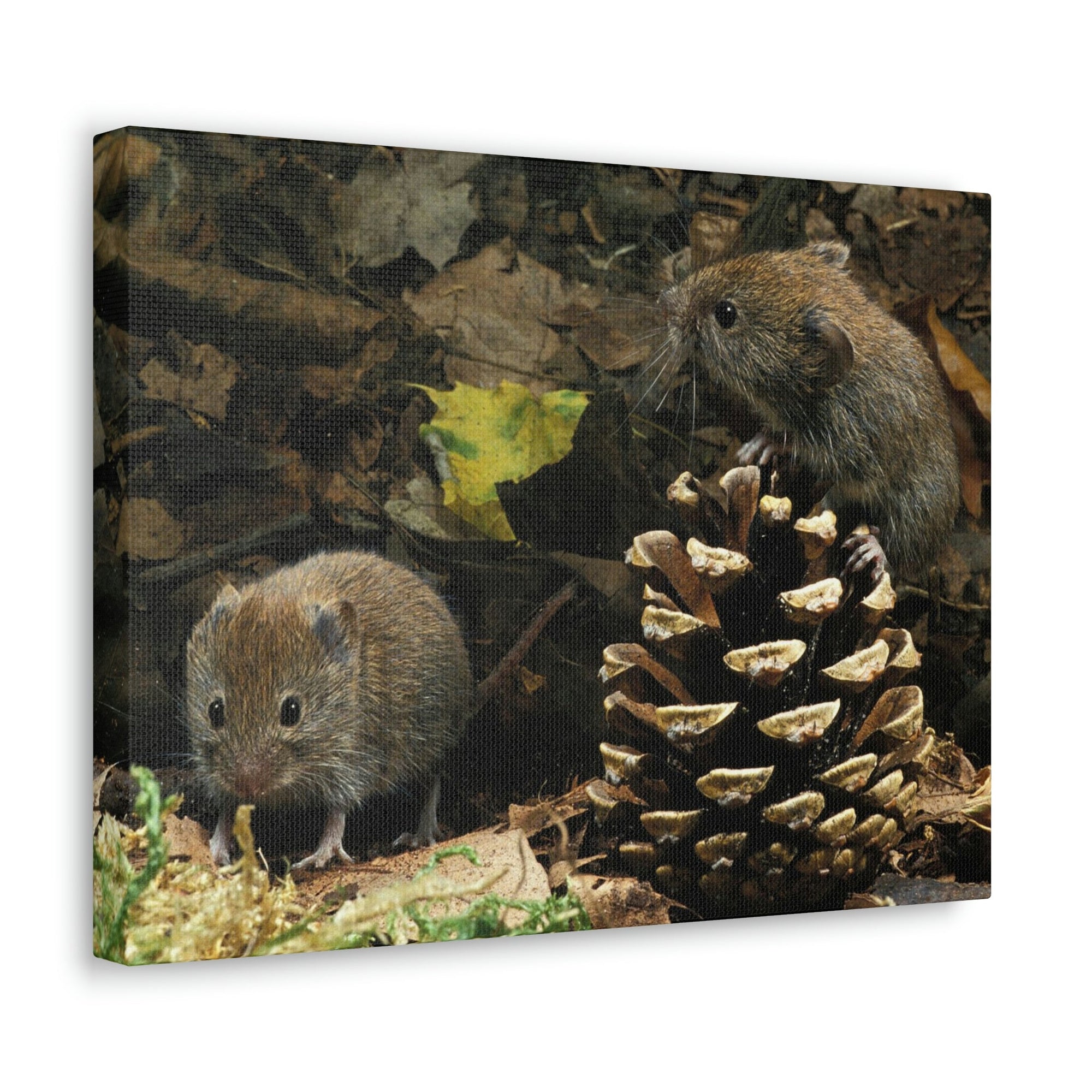 Scripture Walls Vole Couple Vole Couple Print Animal Wall Art Wildlife Canvas Prints Wall Art Ready to Hang Unframed-Express Your Love Gifts