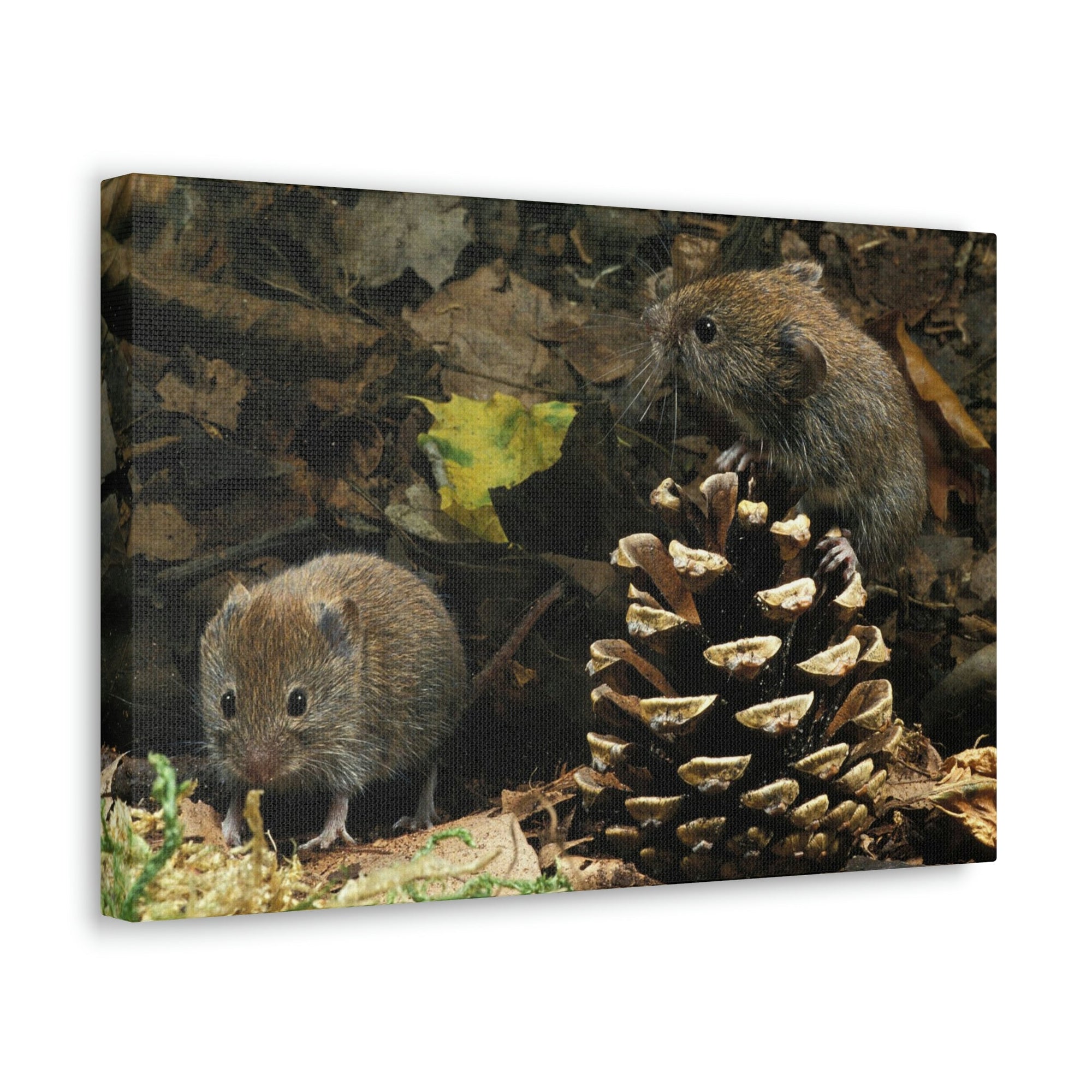 Scripture Walls Vole Couple Vole Couple Print Animal Wall Art Wildlife Canvas Prints Wall Art Ready to Hang Unframed-Express Your Love Gifts