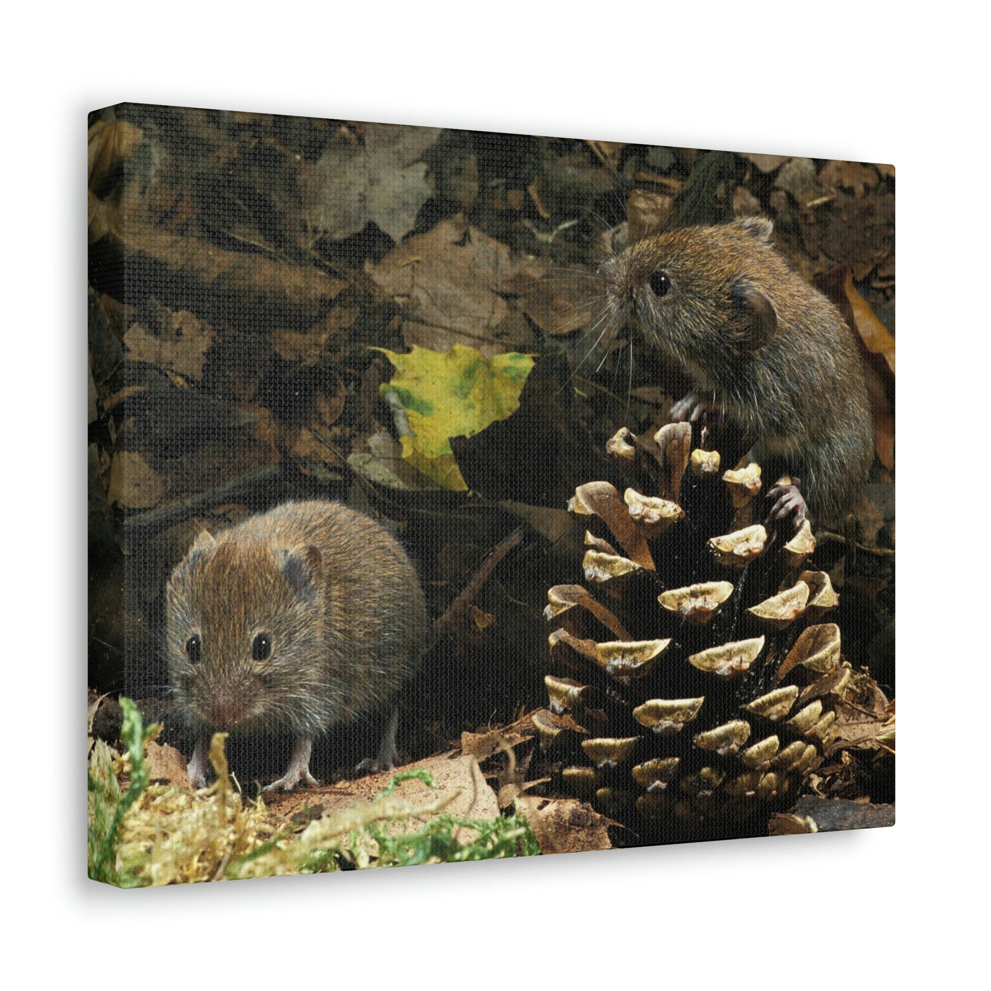 Scripture Walls Vole Couple Vole Couple Print Animal Wall Art Wildlife Canvas Prints Wall Art Ready to Hang Unframed-Express Your Love Gifts