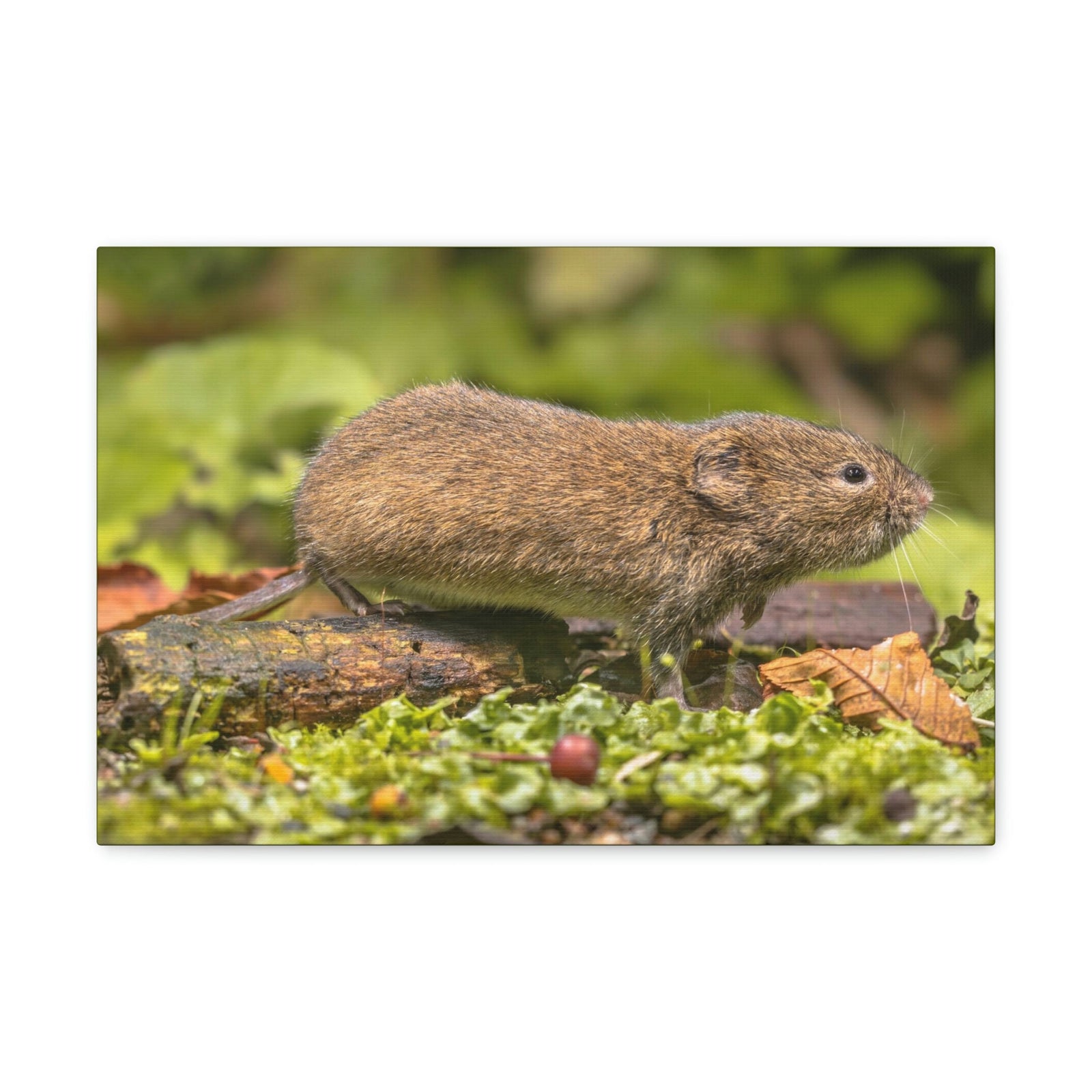 Scripture Walls Vole Hunting Vole on Hunt Print Animal Wall Art Wildlife Canvas Prints Wall Art Ready to Hang Unframed-Express Your Love Gifts