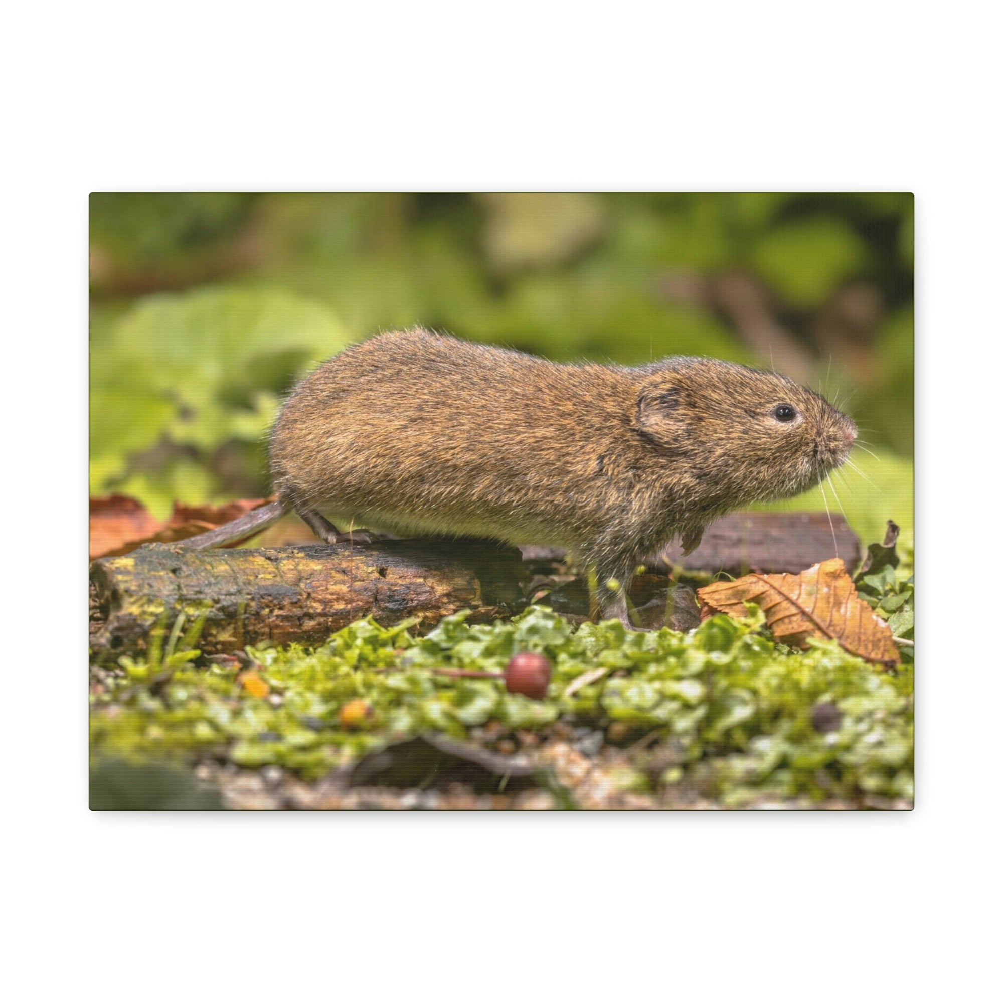 Scripture Walls Vole Hunting Vole on Hunt Print Animal Wall Art Wildlife Canvas Prints Wall Art Ready to Hang Unframed-Express Your Love Gifts