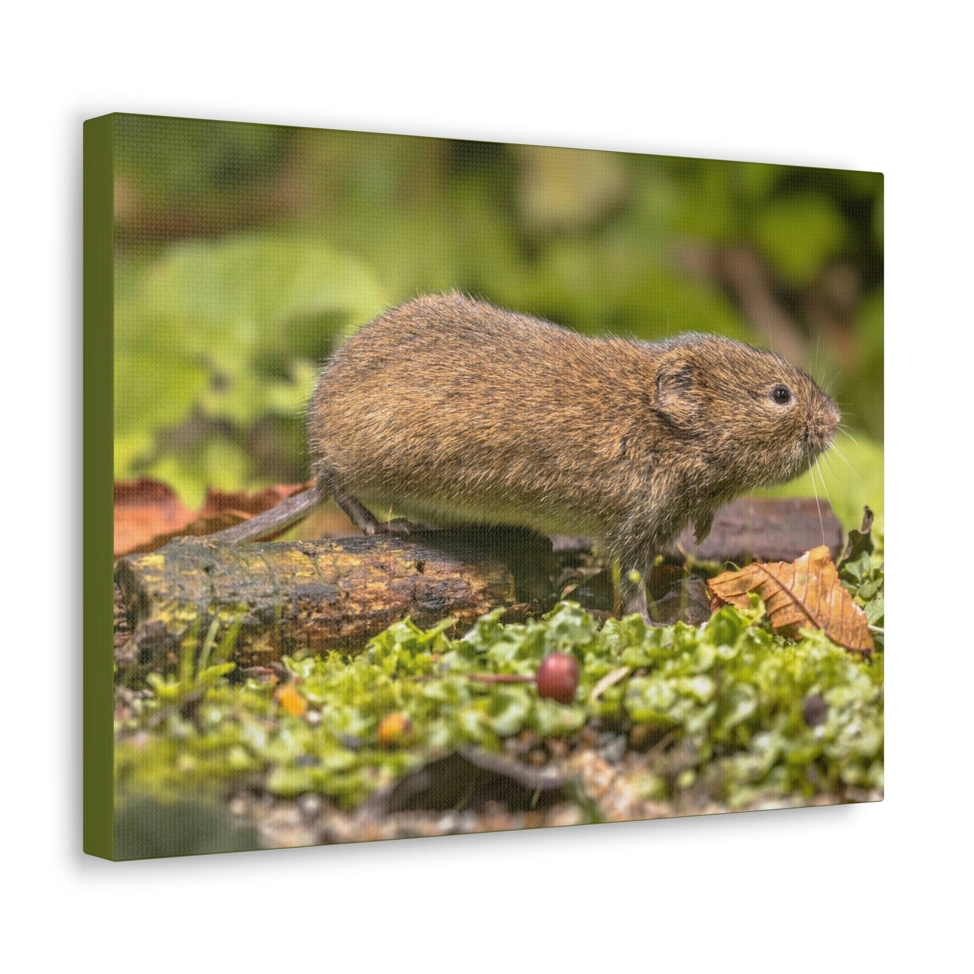 Scripture Walls Vole Hunting Vole on Hunt Print Animal Wall Art Wildlife Canvas Prints Wall Art Ready to Hang Unframed-Express Your Love Gifts