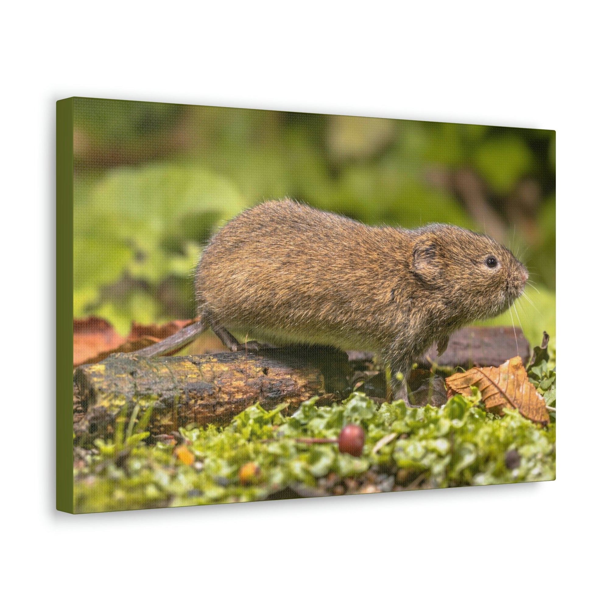 Scripture Walls Vole Hunting Vole on Hunt Print Animal Wall Art Wildlife Canvas Prints Wall Art Ready to Hang Unframed-Express Your Love Gifts