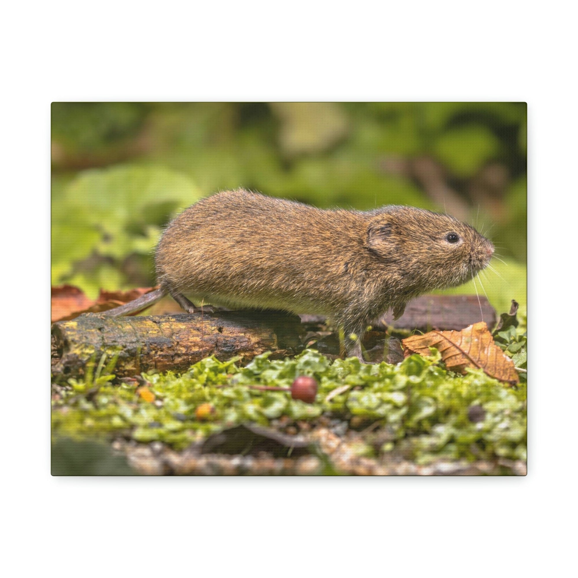 Scripture Walls Vole Hunting Vole on Hunt Print Animal Wall Art Wildlife Canvas Prints Wall Art Ready to Hang Unframed-Express Your Love Gifts