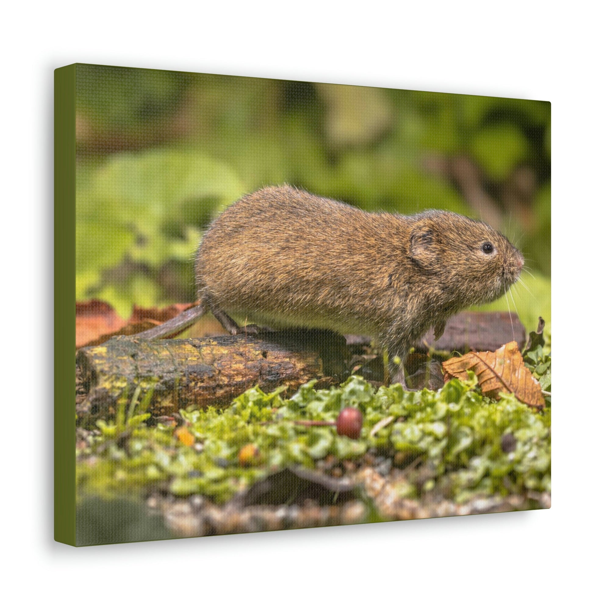 Scripture Walls Vole Hunting Vole on Hunt Print Animal Wall Art Wildlife Canvas Prints Wall Art Ready to Hang Unframed-Express Your Love Gifts