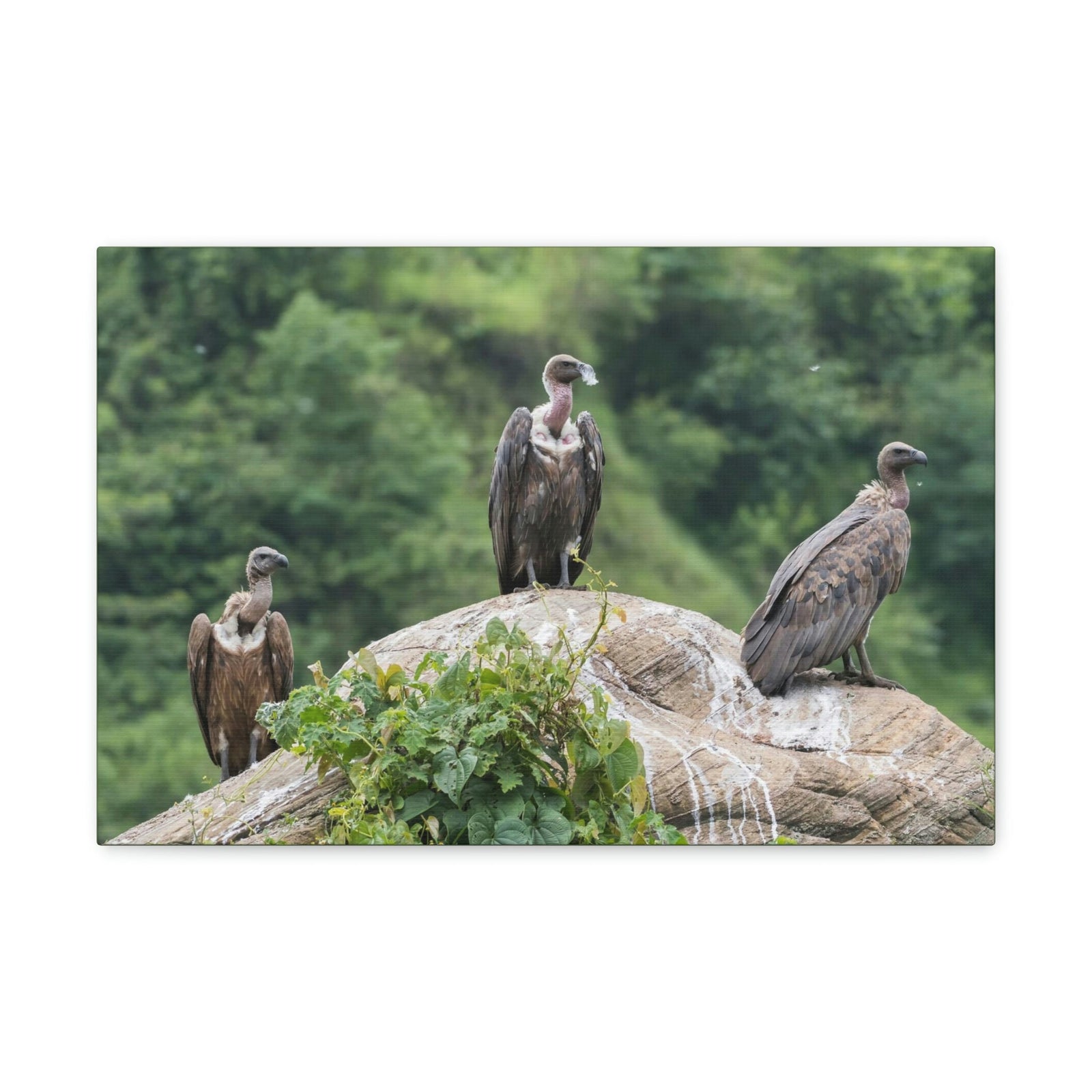 Scripture Walls Vulture Group Vulture Troop Print Animal Wall Art Wildlife Canvas Prints Wall Art Ready to Hang Unframed-Express Your Love Gifts