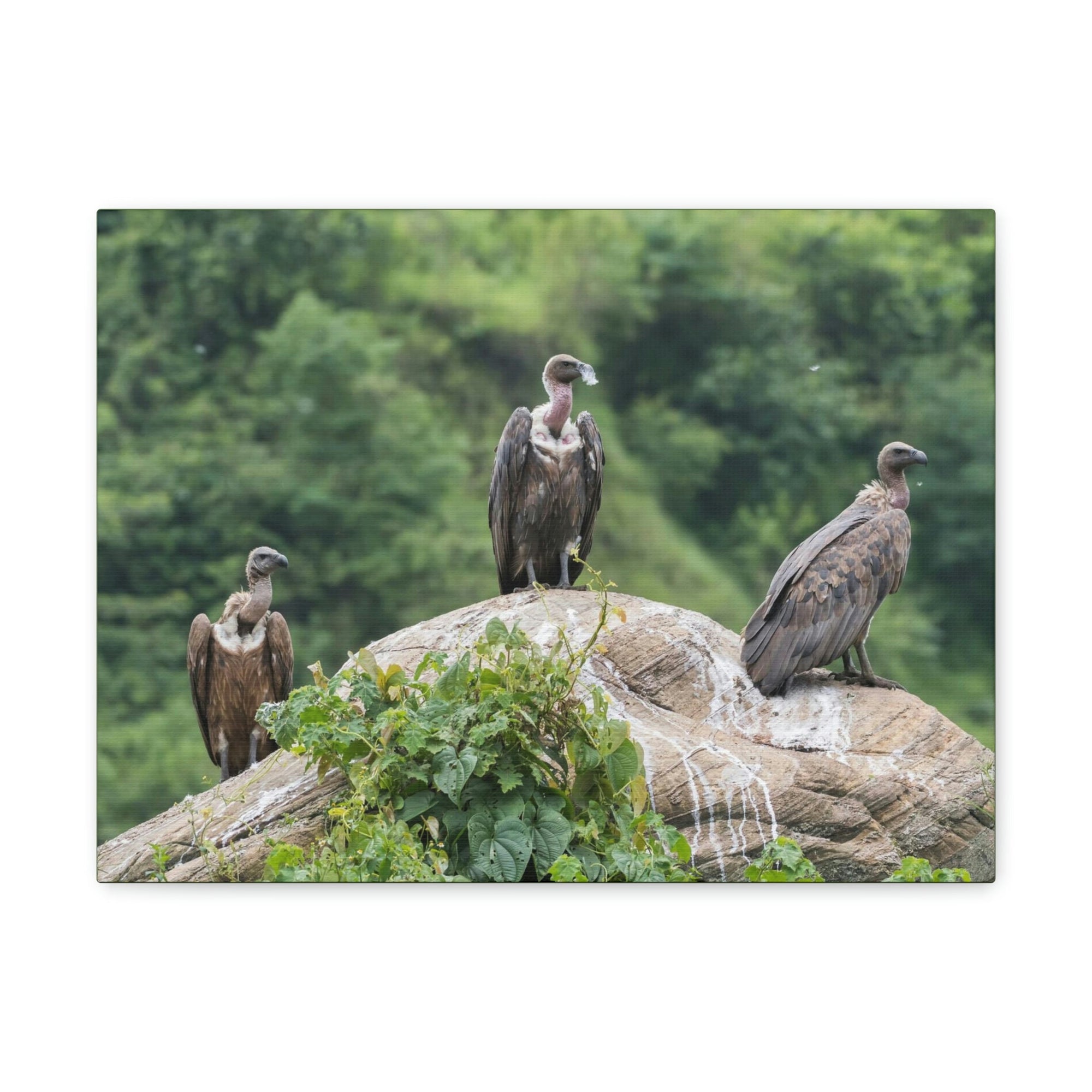 Scripture Walls Vulture Group Vulture Troop Print Animal Wall Art Wildlife Canvas Prints Wall Art Ready to Hang Unframed-Express Your Love Gifts