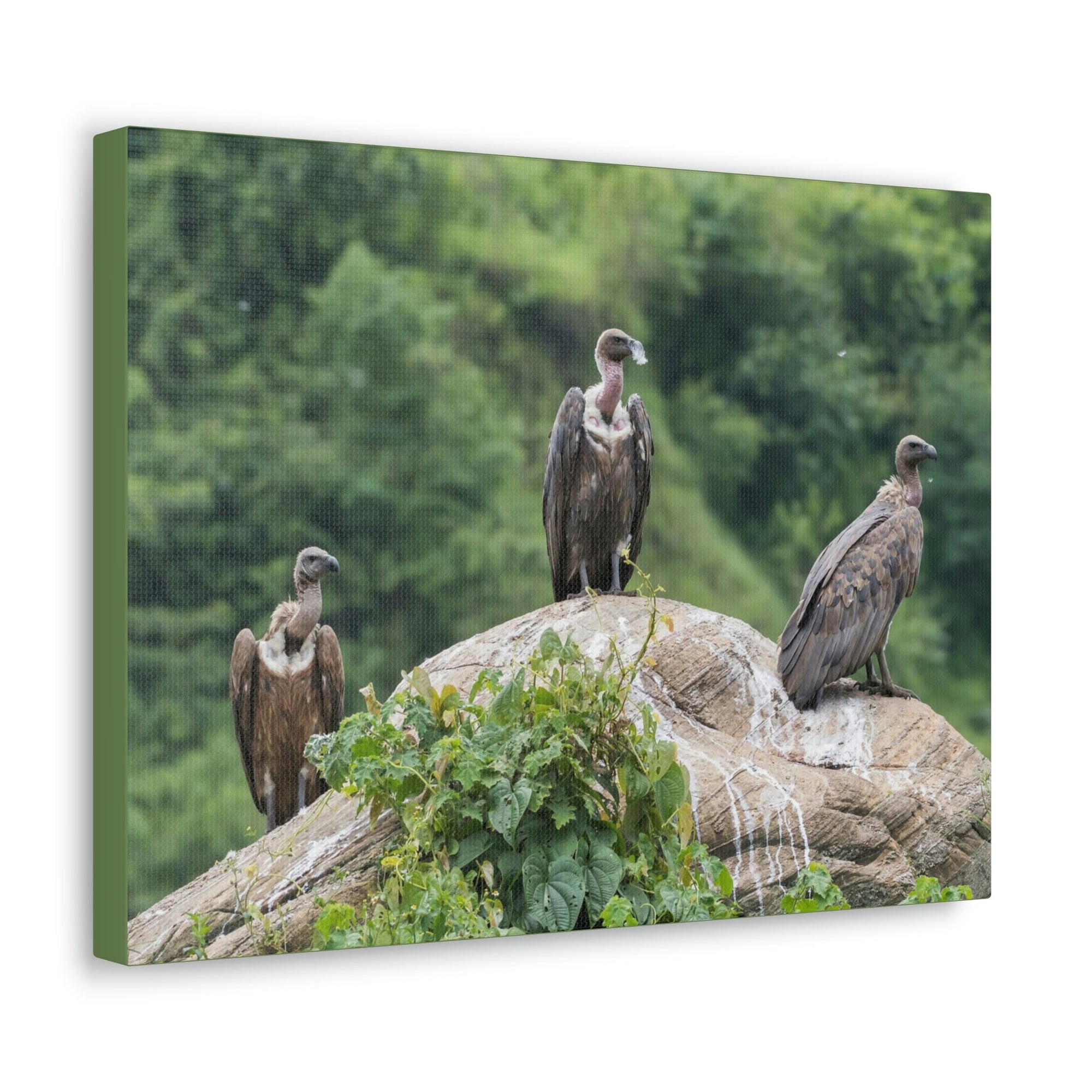 Scripture Walls Vulture Group Vulture Troop Print Animal Wall Art Wildlife Canvas Prints Wall Art Ready to Hang Unframed-Express Your Love Gifts