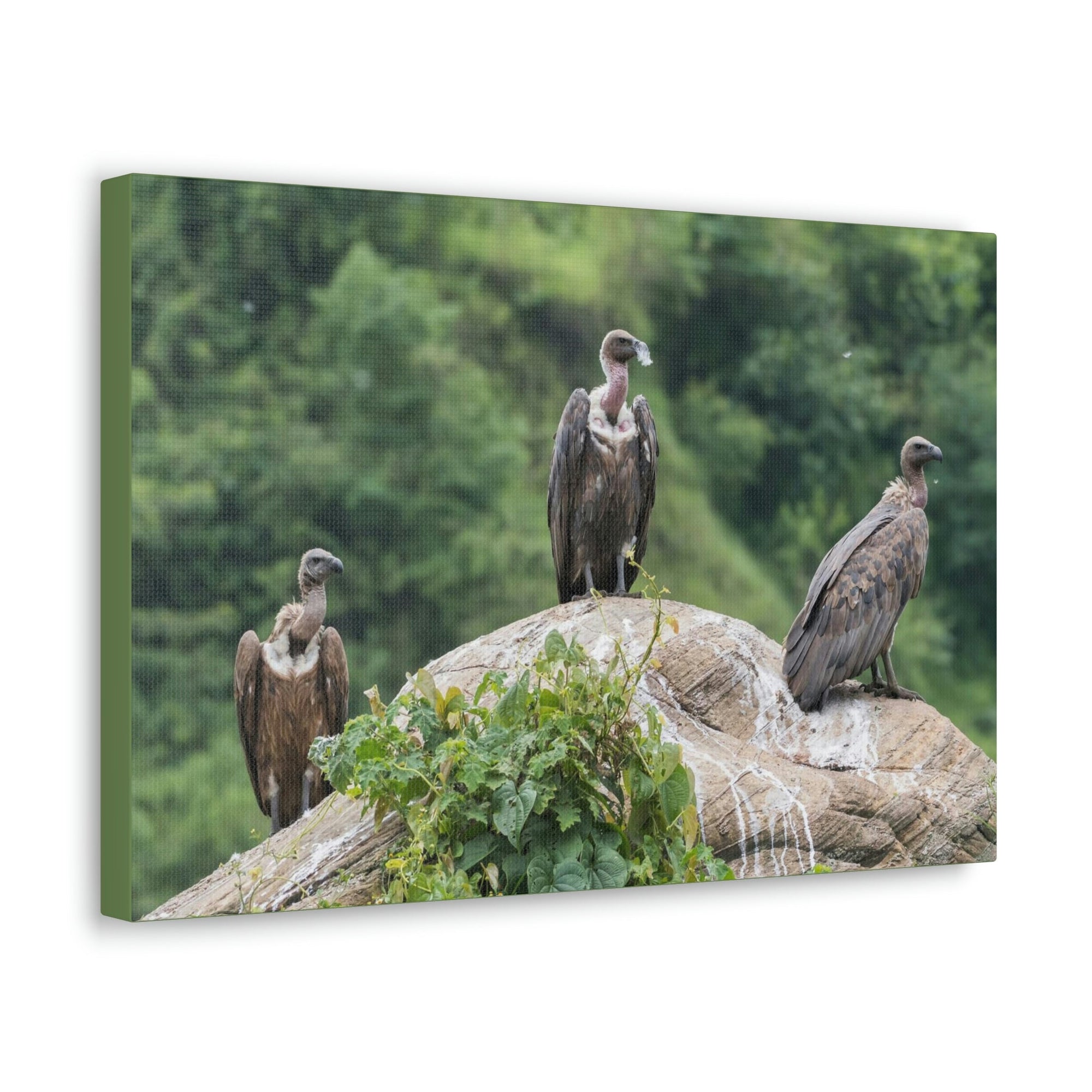 Scripture Walls Vulture Group Vulture Troop Print Animal Wall Art Wildlife Canvas Prints Wall Art Ready to Hang Unframed-Express Your Love Gifts