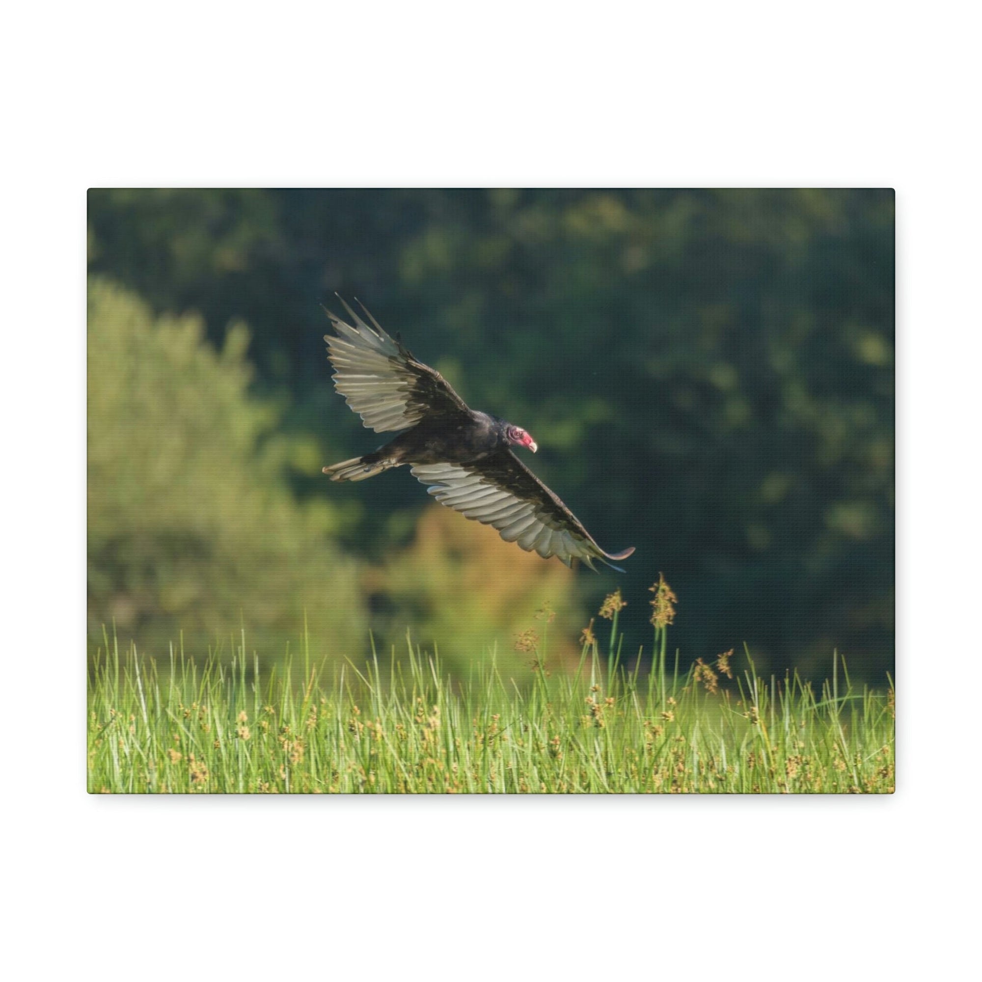 Scripture Walls Vulture Hunting Vulture on Hunt Print Animal Wall Art Wildlife Canvas Prints Wall Art Ready to Hang Unframed-Express Your Love Gifts