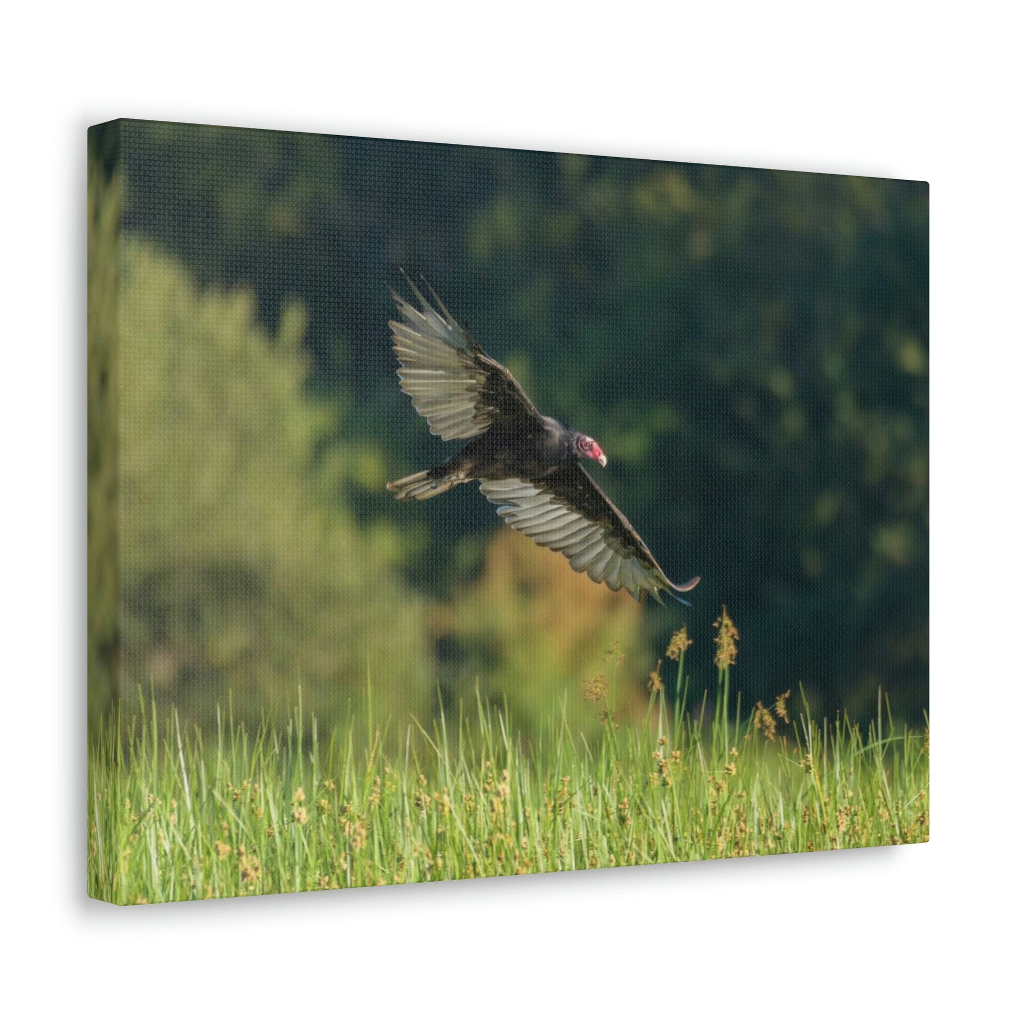 Scripture Walls Vulture Hunting Vulture on Hunt Print Animal Wall Art Wildlife Canvas Prints Wall Art Ready to Hang Unframed-Express Your Love Gifts