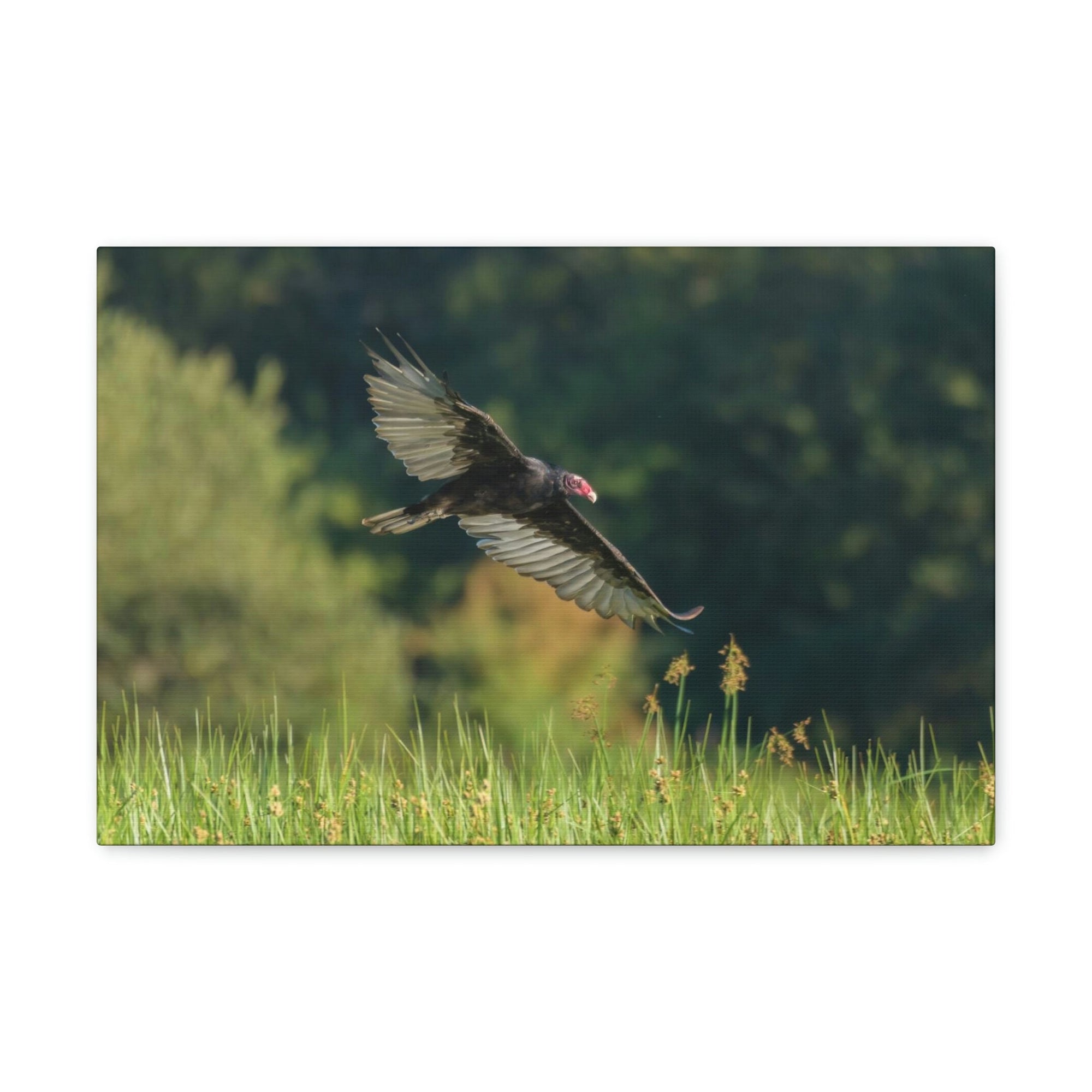 Scripture Walls Vulture Hunting Vulture on Hunt Print Animal Wall Art Wildlife Canvas Prints Wall Art Ready to Hang Unframed-Express Your Love Gifts