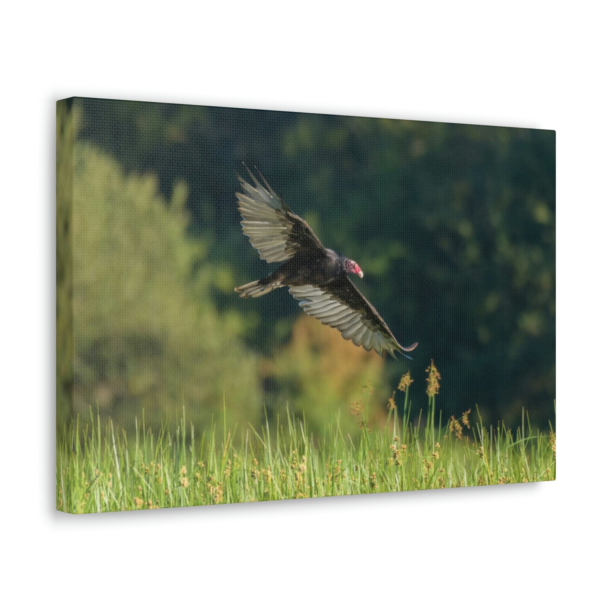 Scripture Walls Vulture Hunting Vulture on Hunt Print Animal Wall Art Wildlife Canvas Prints Wall Art Ready to Hang Unframed-Express Your Love Gifts