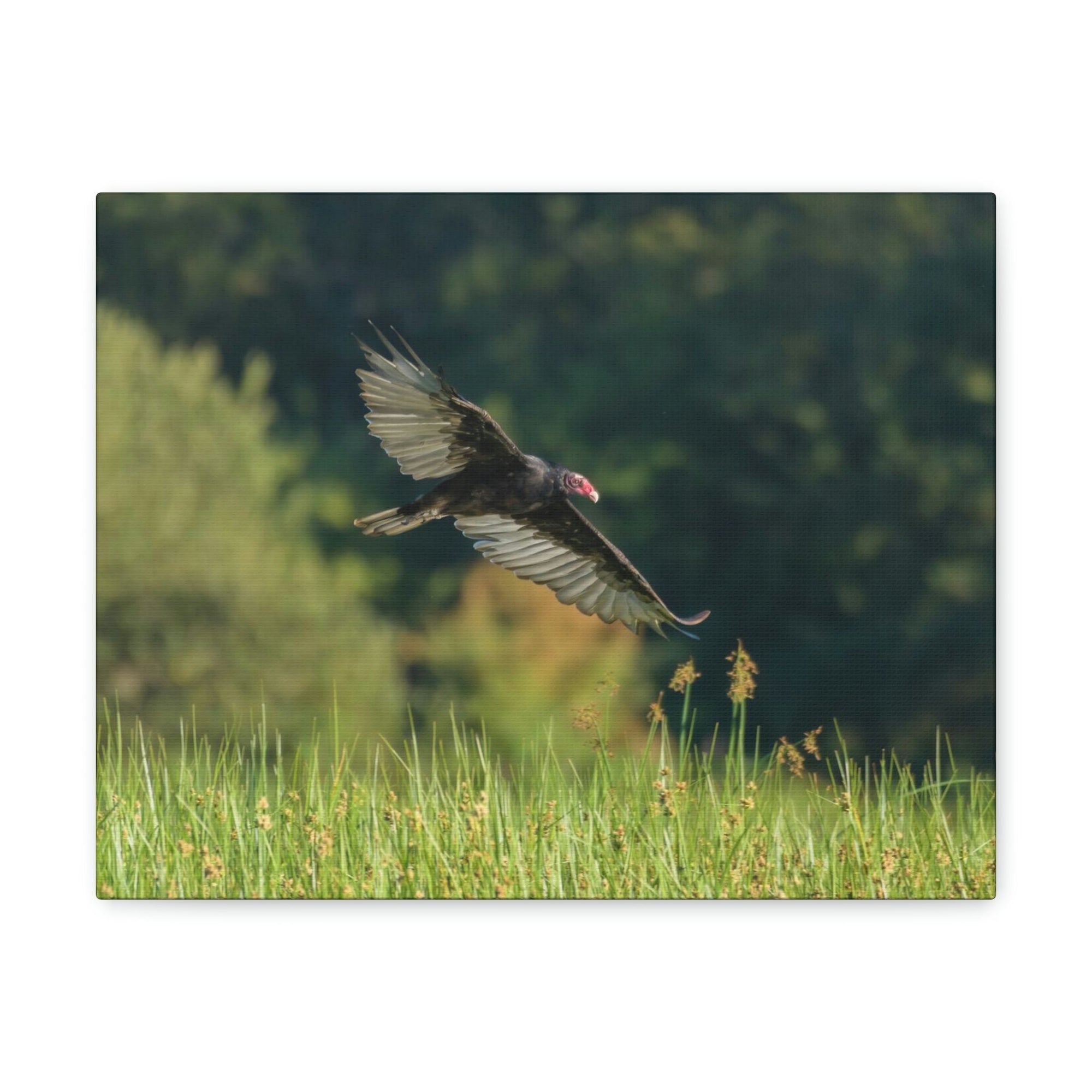 Scripture Walls Vulture Hunting Vulture on Hunt Print Animal Wall Art Wildlife Canvas Prints Wall Art Ready to Hang Unframed-Express Your Love Gifts