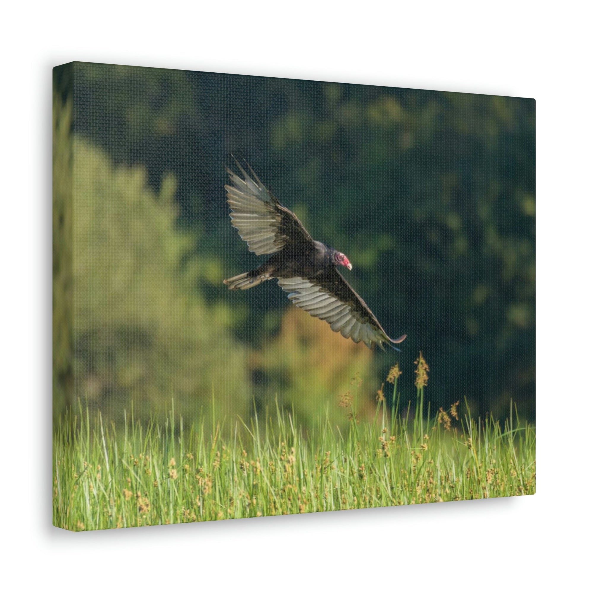 Scripture Walls Vulture Hunting Vulture on Hunt Print Animal Wall Art Wildlife Canvas Prints Wall Art Ready to Hang Unframed-Express Your Love Gifts