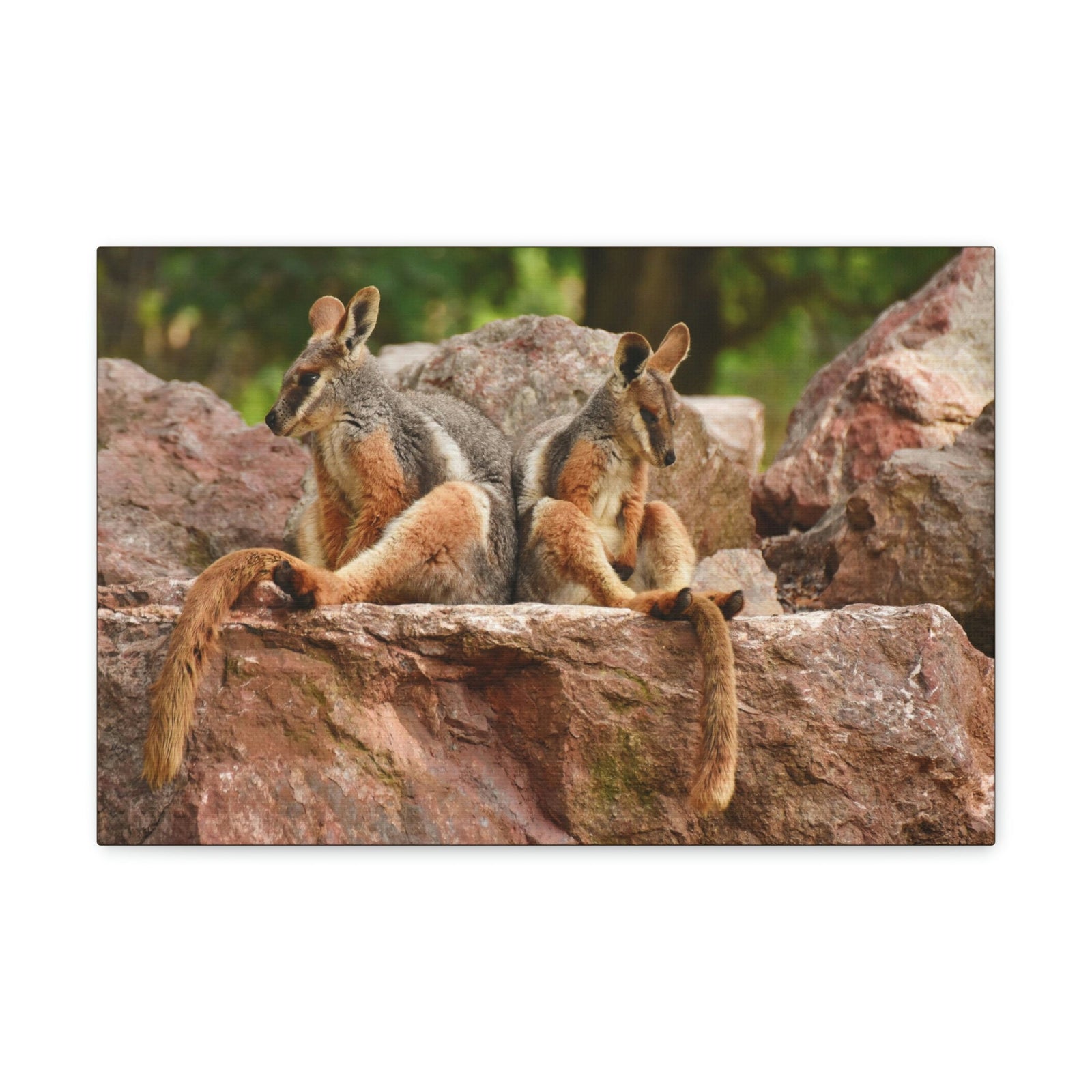 Scripture Walls Wallaby Couple Wallaby Couple Print Animal Wall Art Wildlife Canvas Prints Wall Art Ready to Hang Unframed-Express Your Love Gifts