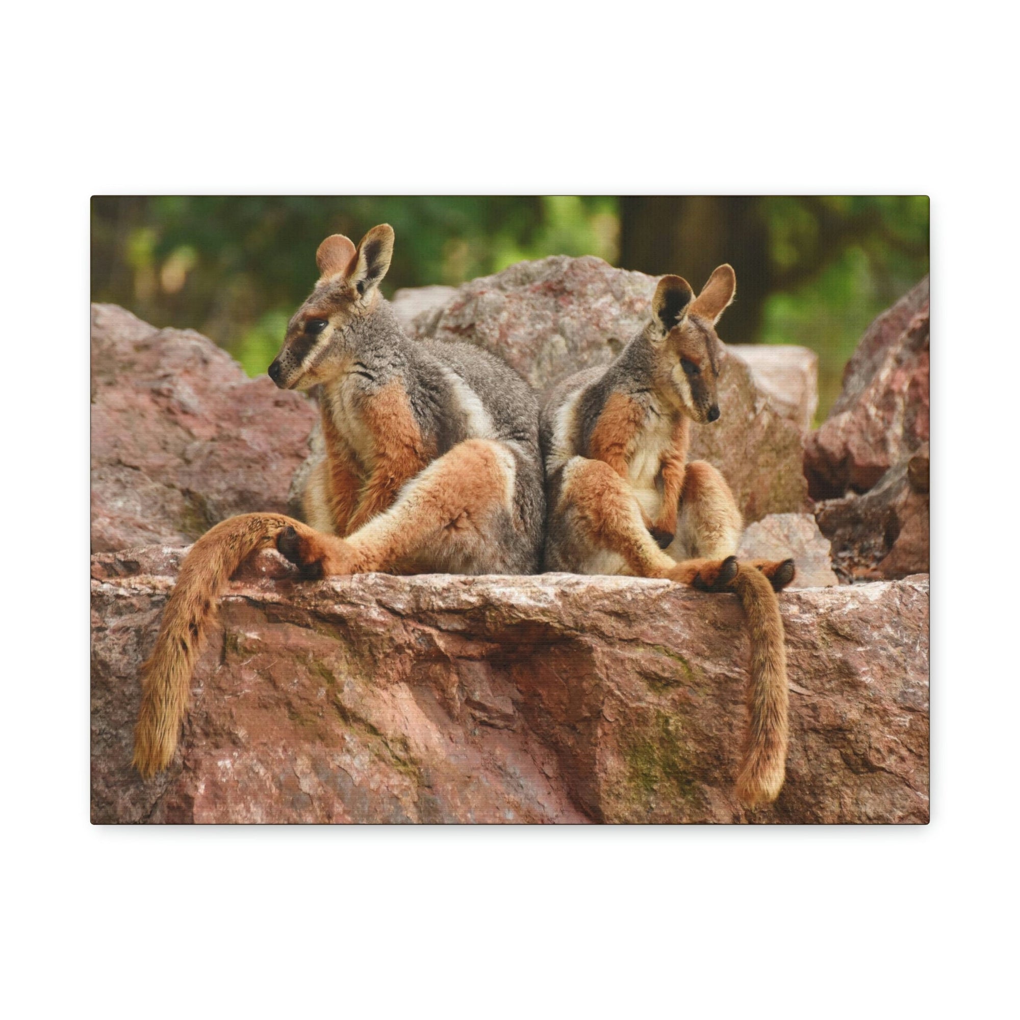 Scripture Walls Wallaby Couple Wallaby Couple Print Animal Wall Art Wildlife Canvas Prints Wall Art Ready to Hang Unframed-Express Your Love Gifts