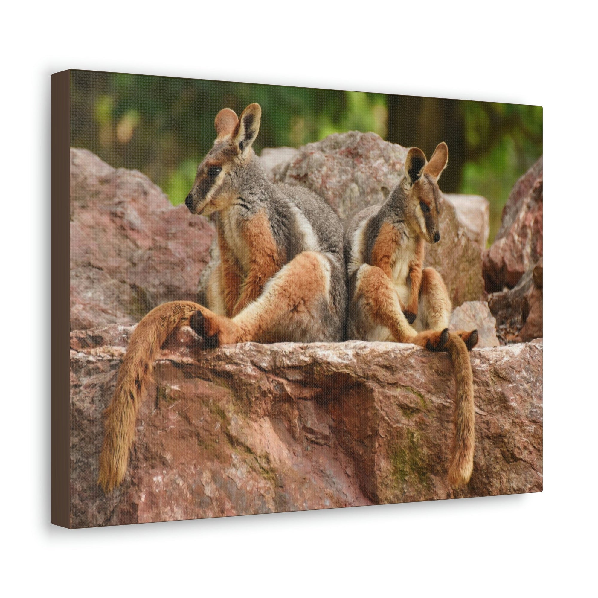 Scripture Walls Wallaby Couple Wallaby Couple Print Animal Wall Art Wildlife Canvas Prints Wall Art Ready to Hang Unframed-Express Your Love Gifts