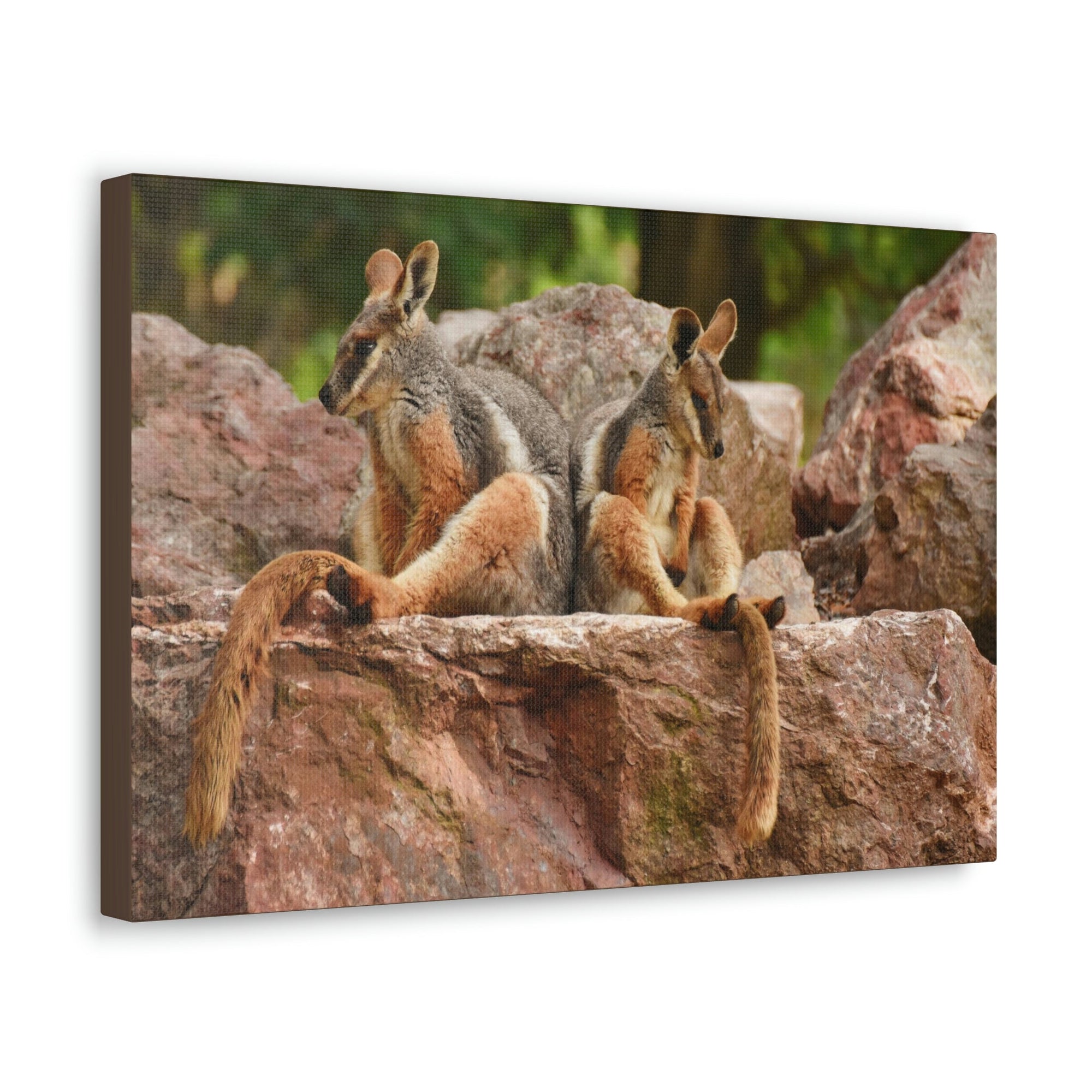 Scripture Walls Wallaby Couple Wallaby Couple Print Animal Wall Art Wildlife Canvas Prints Wall Art Ready to Hang Unframed-Express Your Love Gifts