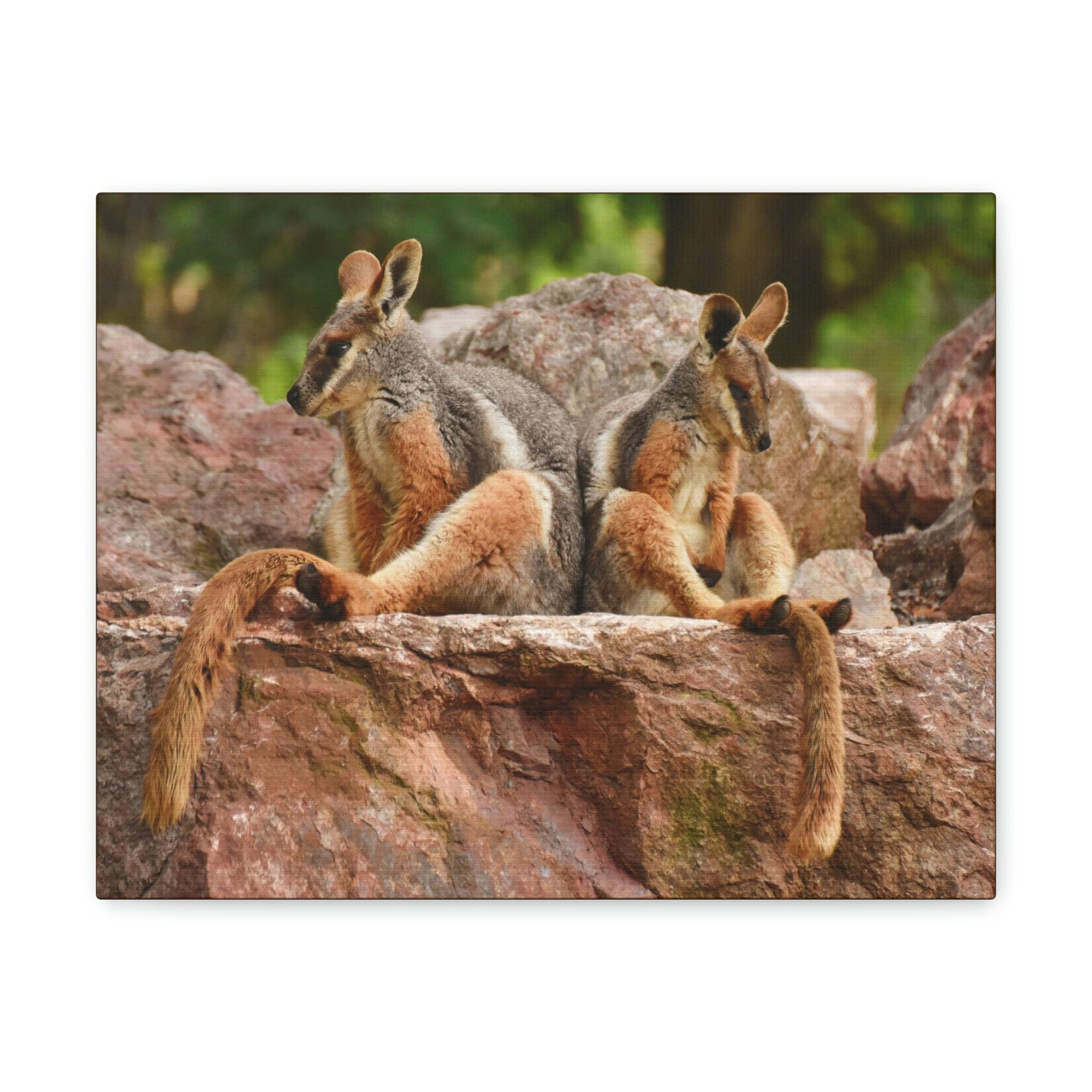 Scripture Walls Wallaby Couple Wallaby Couple Print Animal Wall Art Wildlife Canvas Prints Wall Art Ready to Hang Unframed-Express Your Love Gifts