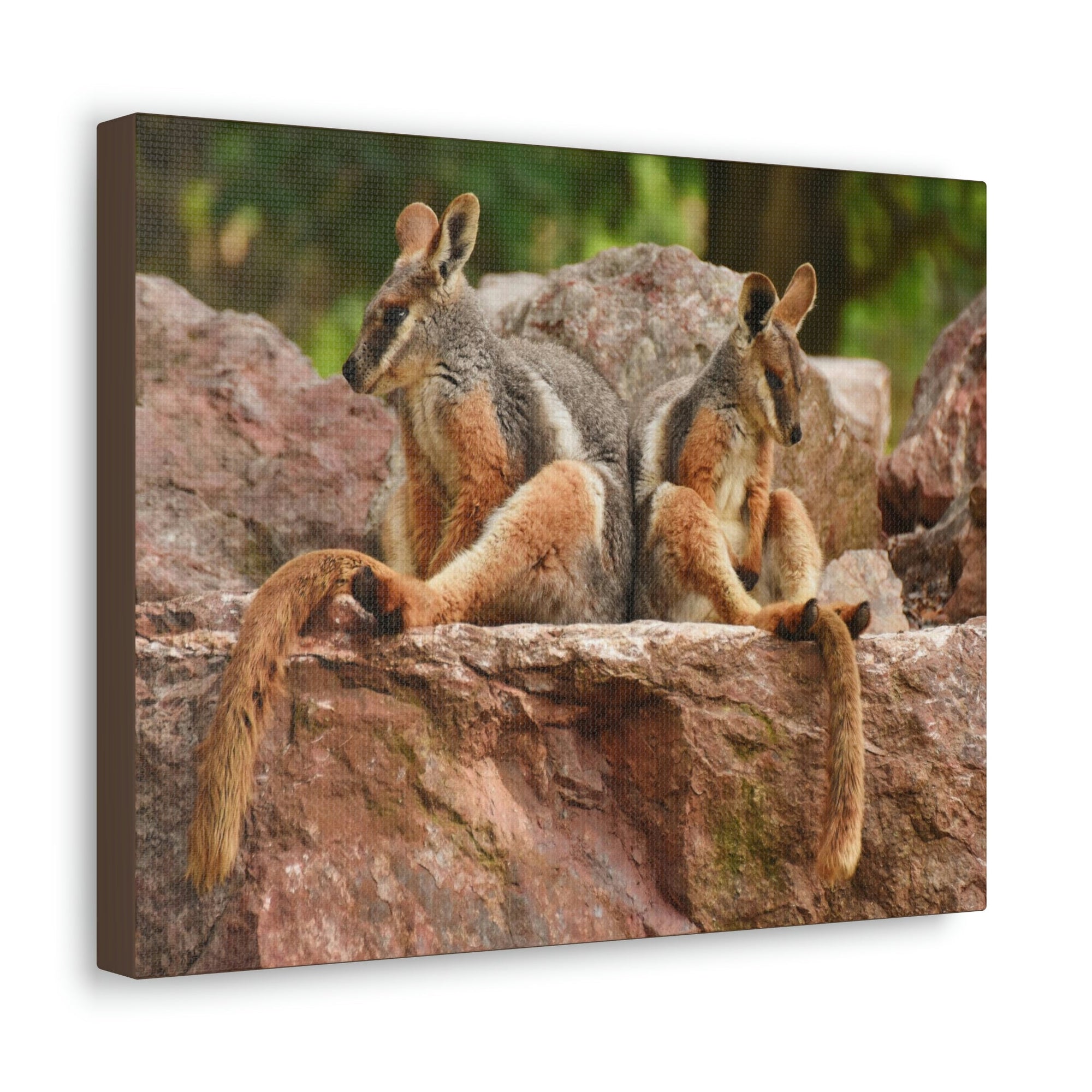 Scripture Walls Wallaby Couple Wallaby Couple Print Animal Wall Art Wildlife Canvas Prints Wall Art Ready to Hang Unframed-Express Your Love Gifts