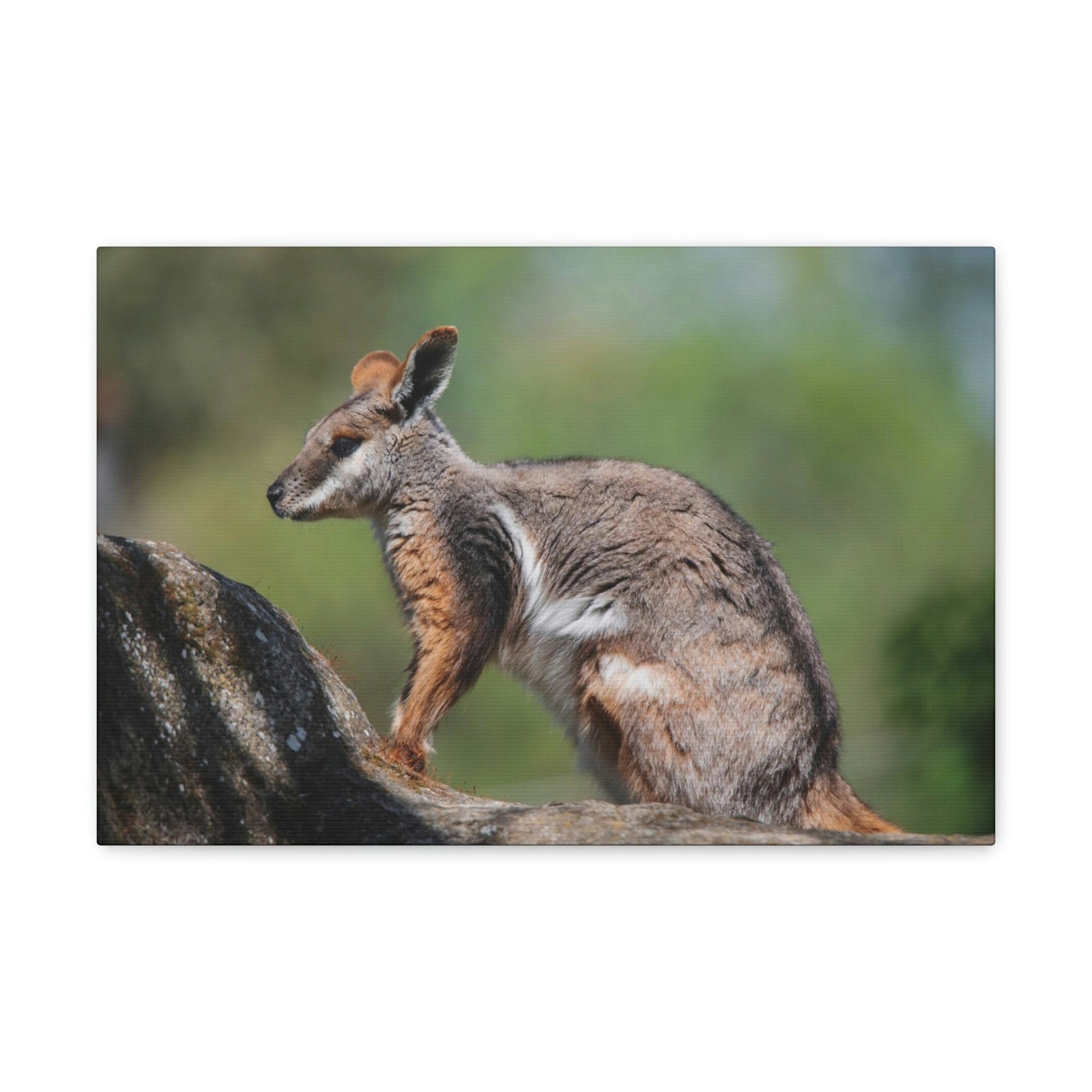 Scripture Walls Wallaby Hunting Wallaby on Hunt Print Animal Wall Art Wildlife Canvas Prints Wall Art Ready to Hang Unframed-Express Your Love Gifts