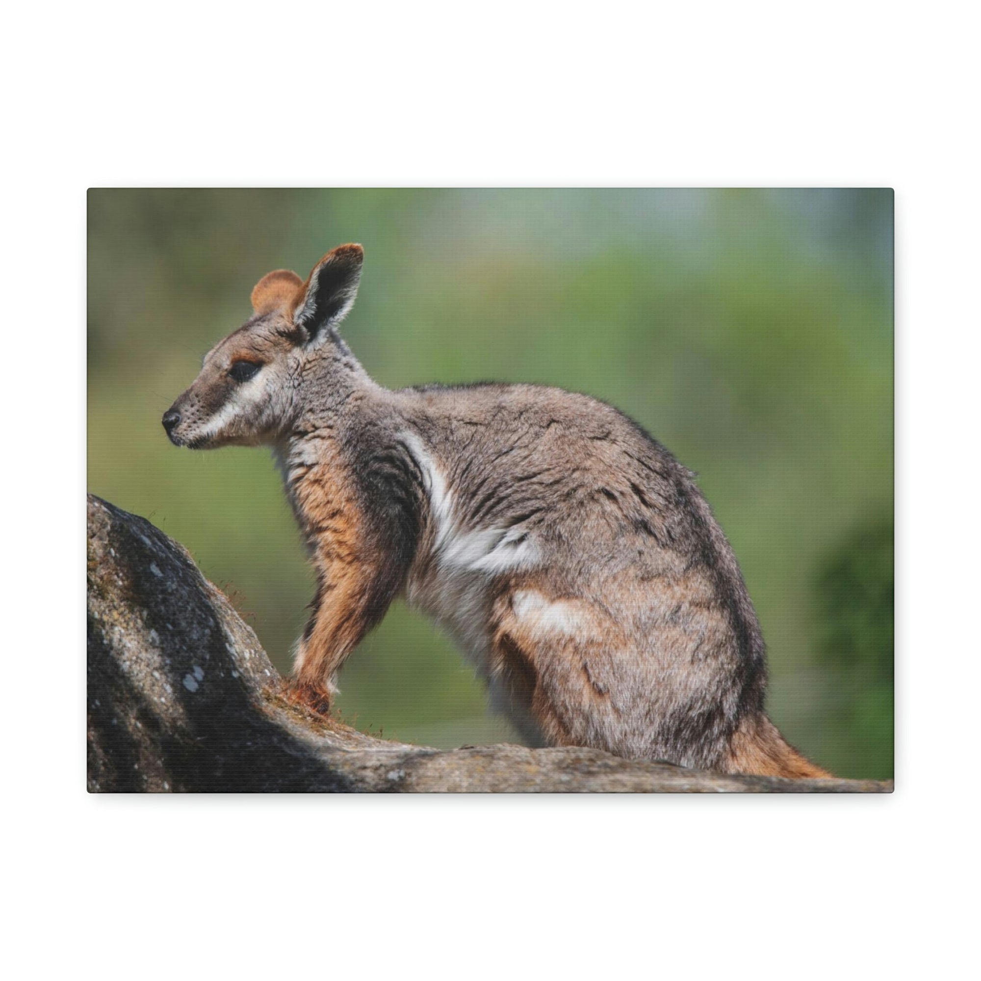 Scripture Walls Wallaby Hunting Wallaby on Hunt Print Animal Wall Art Wildlife Canvas Prints Wall Art Ready to Hang Unframed-Express Your Love Gifts