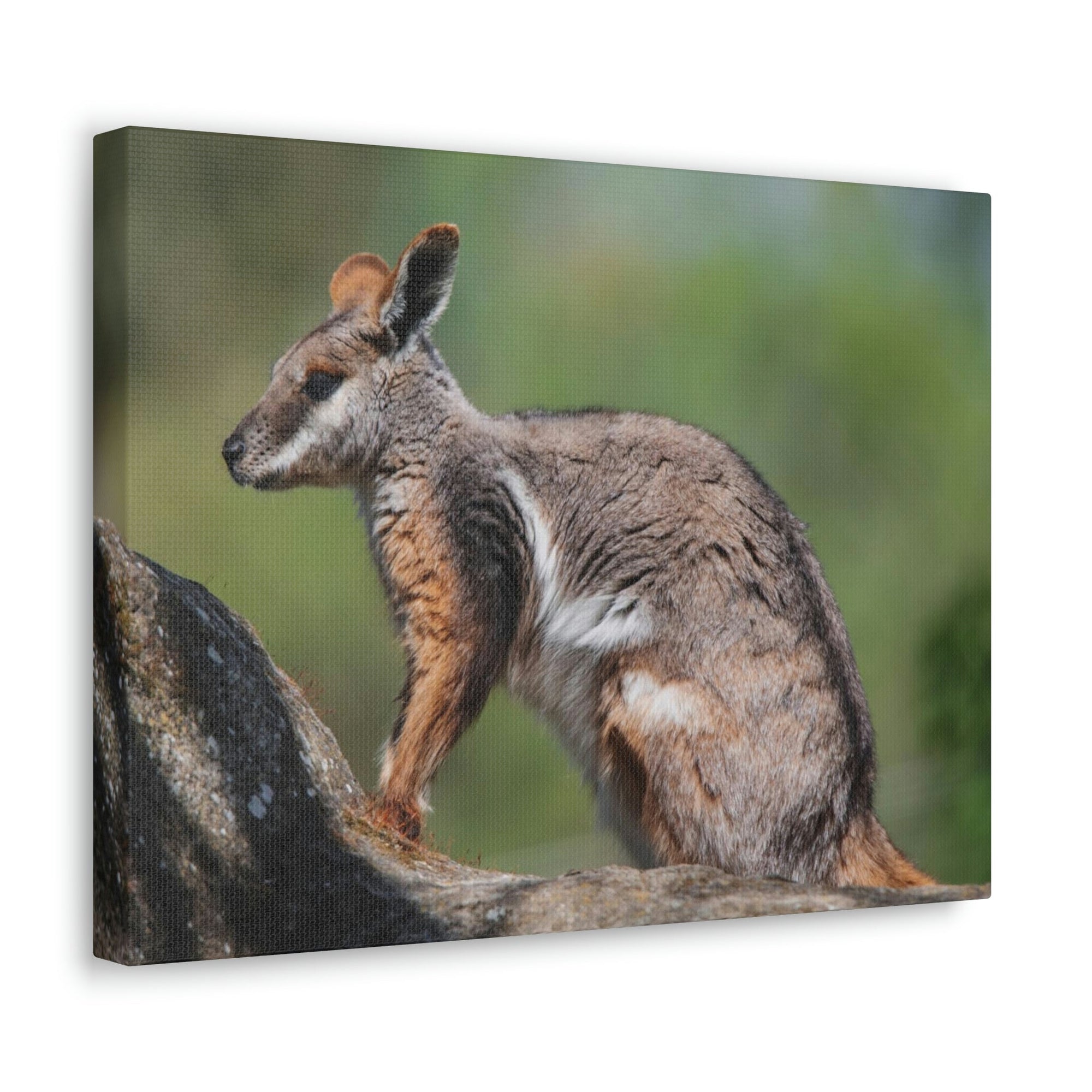 Scripture Walls Wallaby Hunting Wallaby on Hunt Print Animal Wall Art Wildlife Canvas Prints Wall Art Ready to Hang Unframed-Express Your Love Gifts