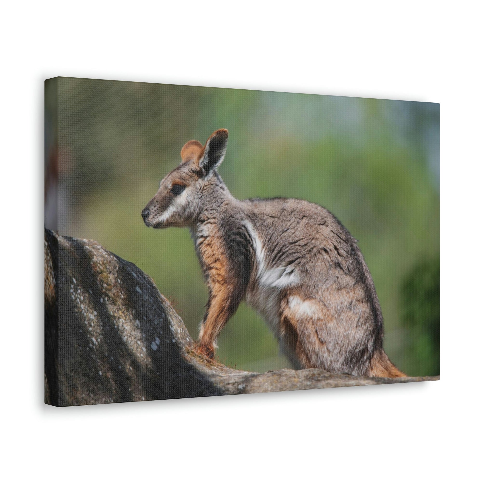 Scripture Walls Wallaby Hunting Wallaby on Hunt Print Animal Wall Art Wildlife Canvas Prints Wall Art Ready to Hang Unframed-Express Your Love Gifts