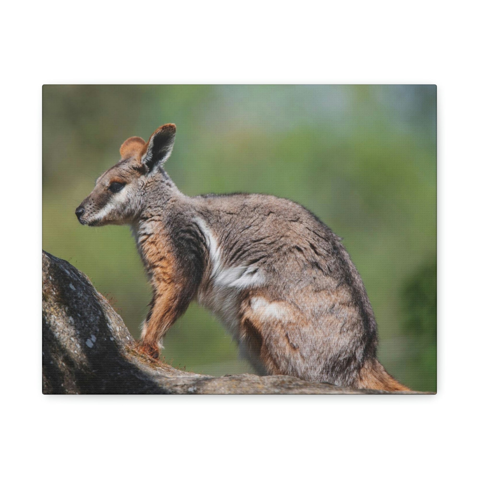 Scripture Walls Wallaby Hunting Wallaby on Hunt Print Animal Wall Art Wildlife Canvas Prints Wall Art Ready to Hang Unframed-Express Your Love Gifts