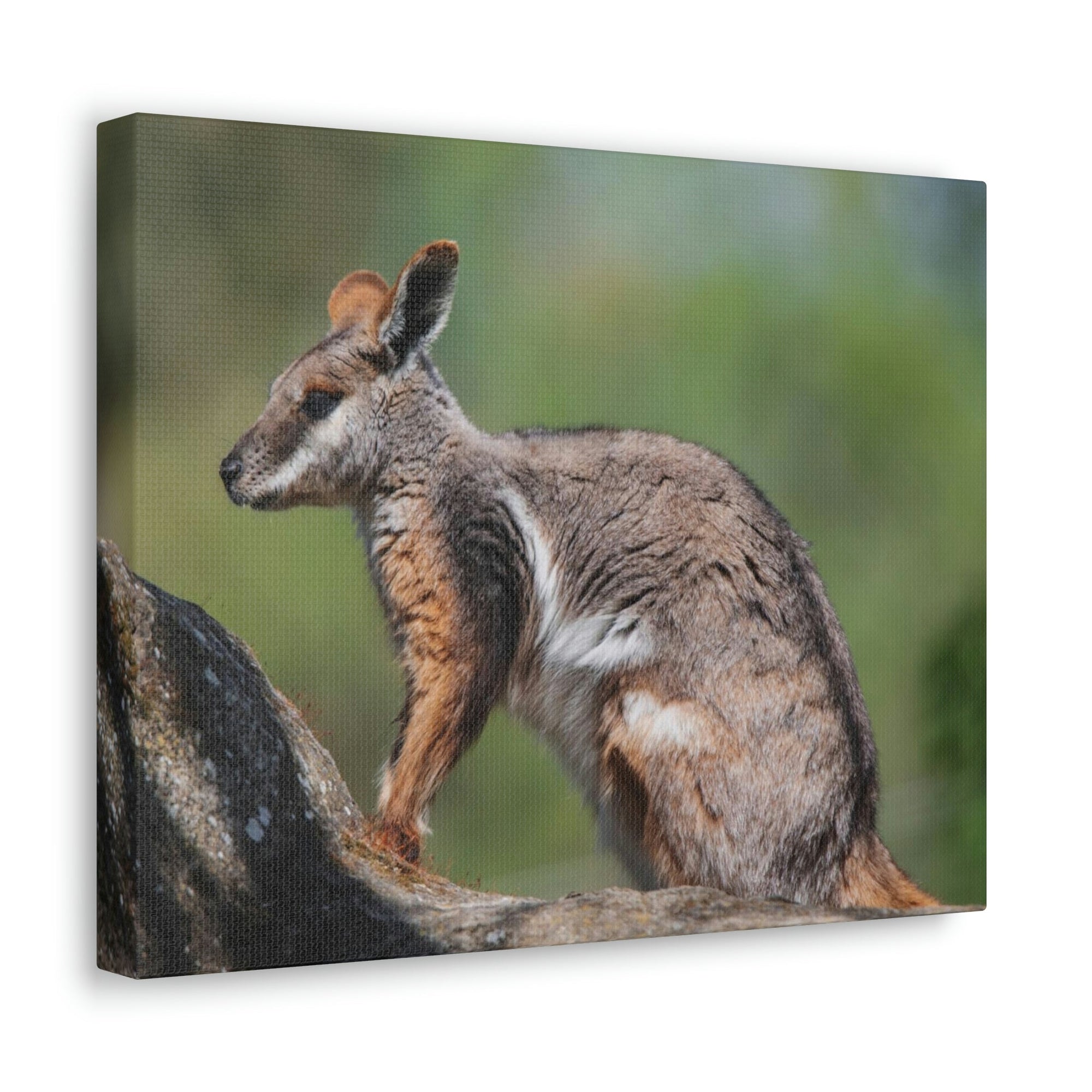 Scripture Walls Wallaby Hunting Wallaby on Hunt Print Animal Wall Art Wildlife Canvas Prints Wall Art Ready to Hang Unframed-Express Your Love Gifts