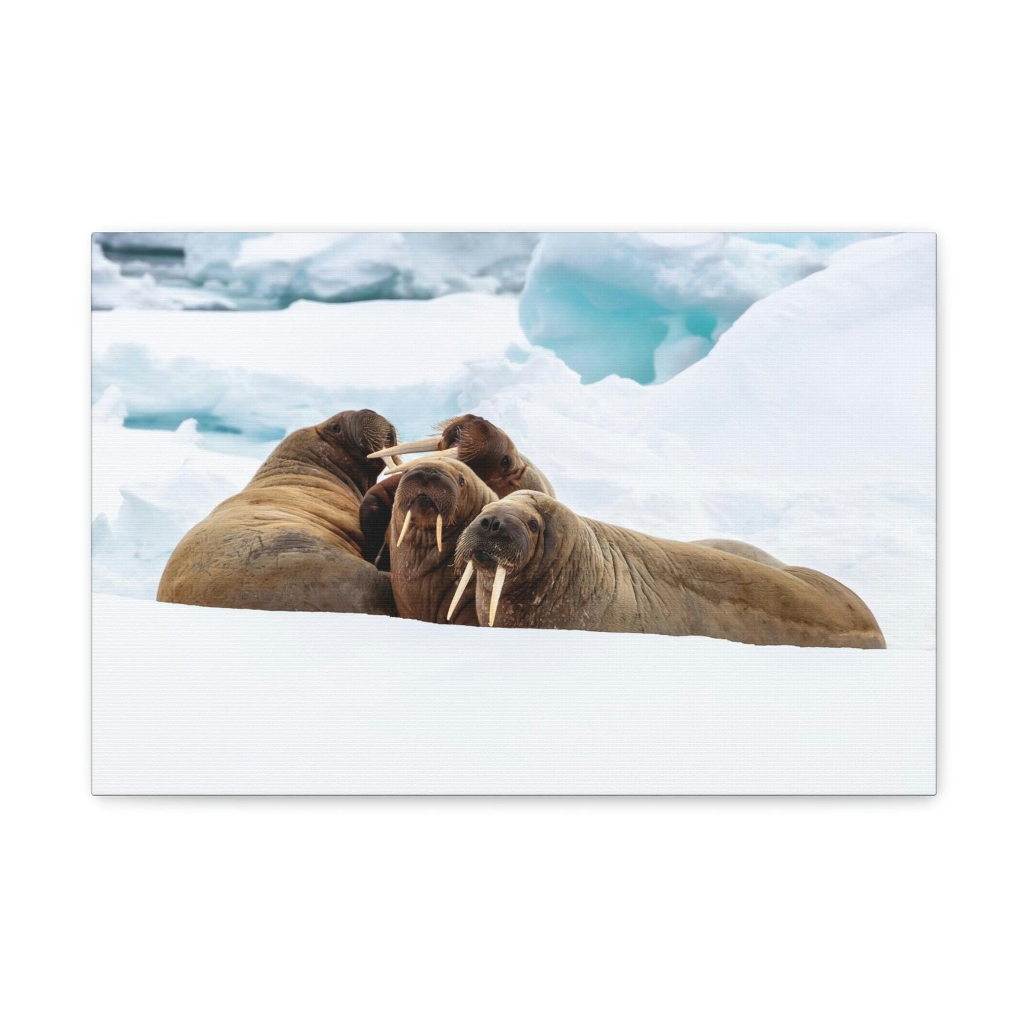 Scripture Walls Walrus Group Walrus Troop Print Animal Wall Art Wildlife Canvas Prints Wall Art Ready to Hang Unframed-Express Your Love Gifts