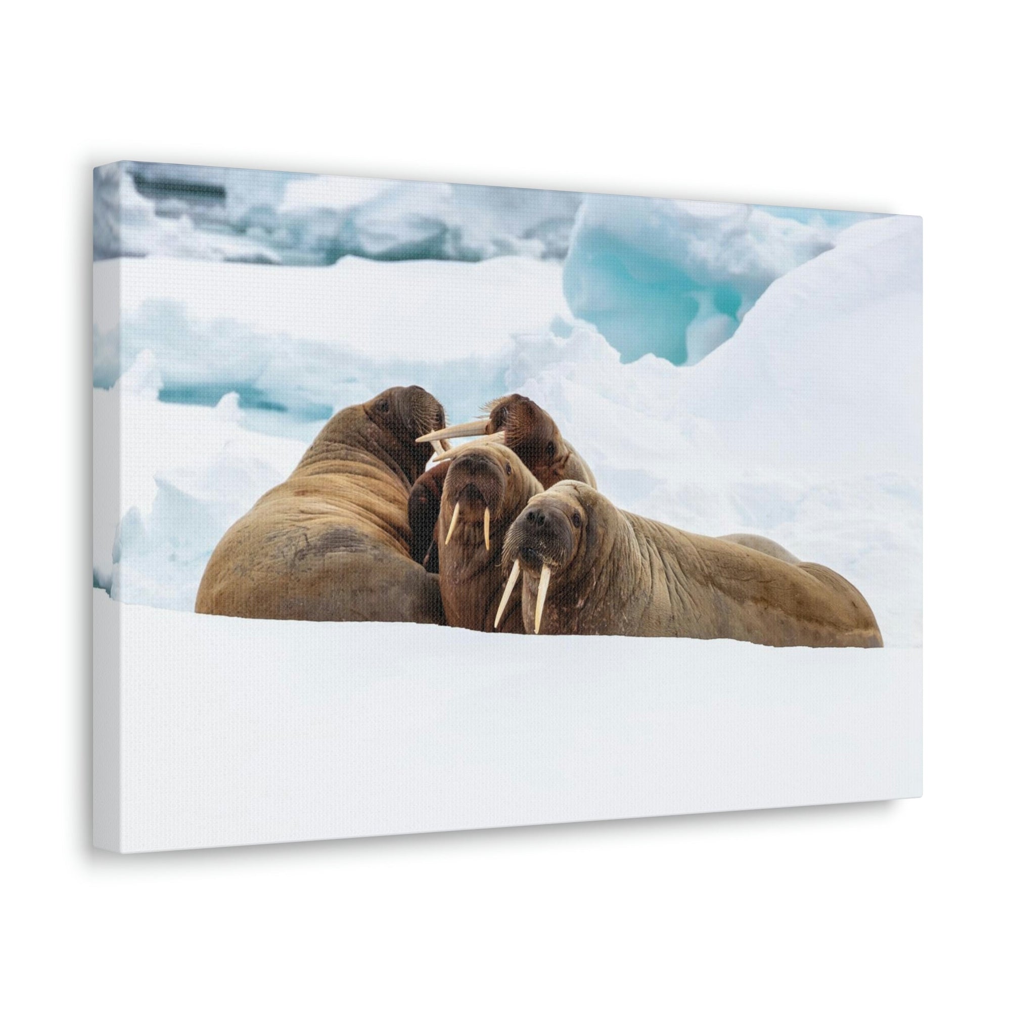 Scripture Walls Walrus Group Walrus Troop Print Animal Wall Art Wildlife Canvas Prints Wall Art Ready to Hang Unframed-Express Your Love Gifts