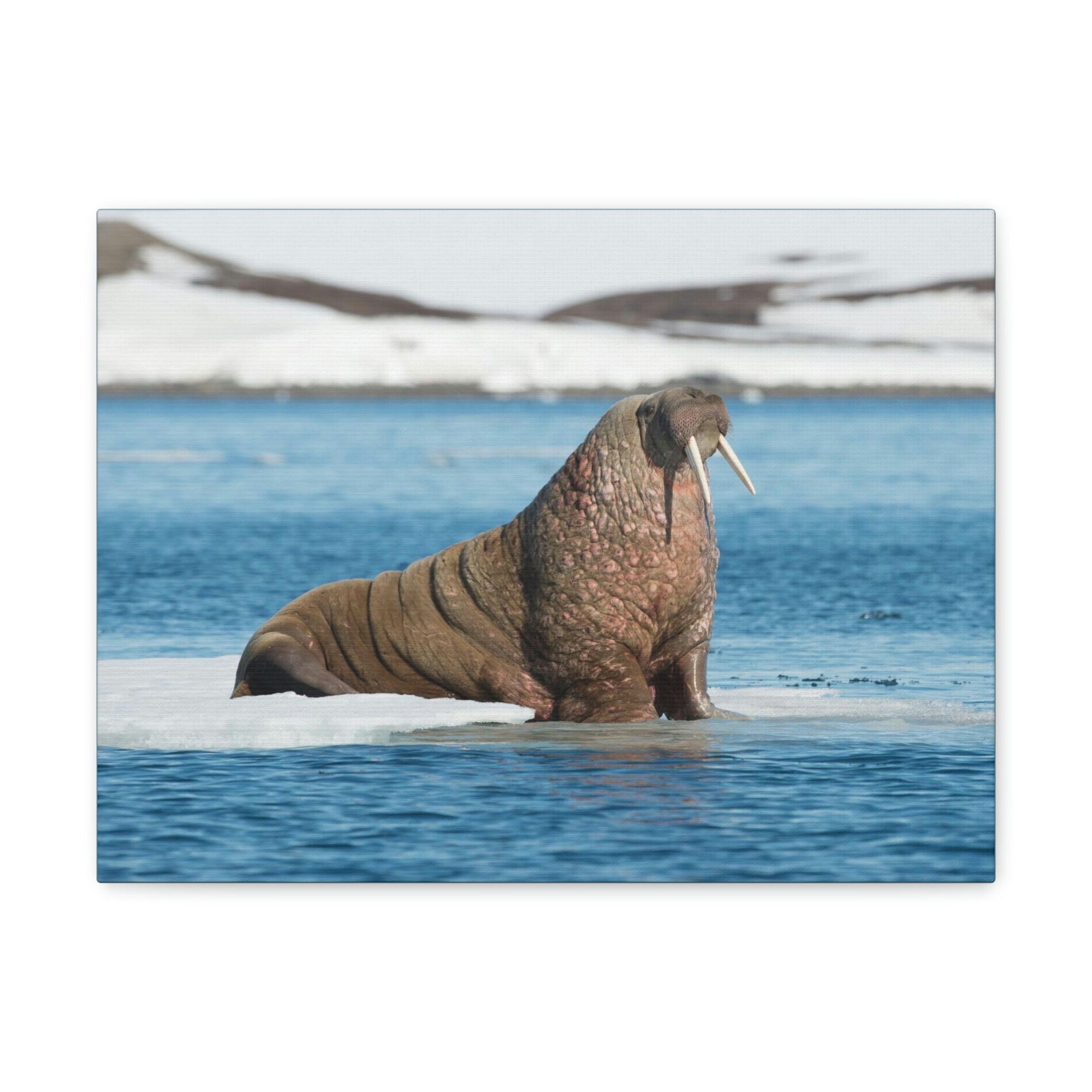 Scripture Walls Walrus Hunting Walrus on Hunt Print Animal Wall Art Wildlife Canvas Prints Wall Art Ready to Hang Unframed-Express Your Love Gifts