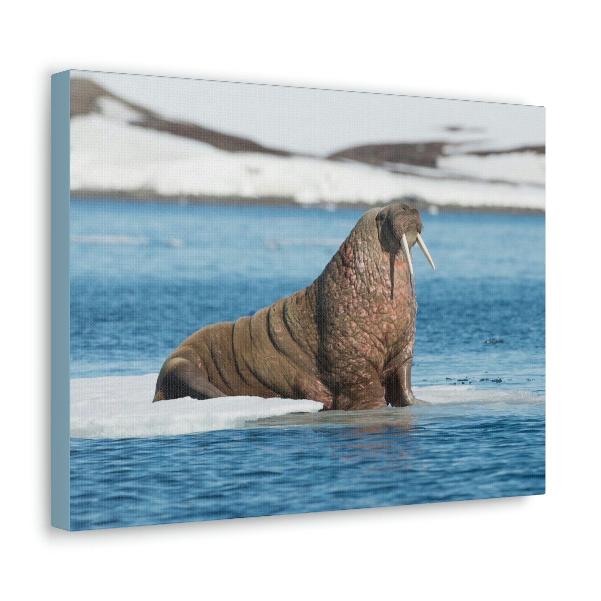 Scripture Walls Walrus Hunting Walrus on Hunt Print Animal Wall Art Wildlife Canvas Prints Wall Art Ready to Hang Unframed-Express Your Love Gifts